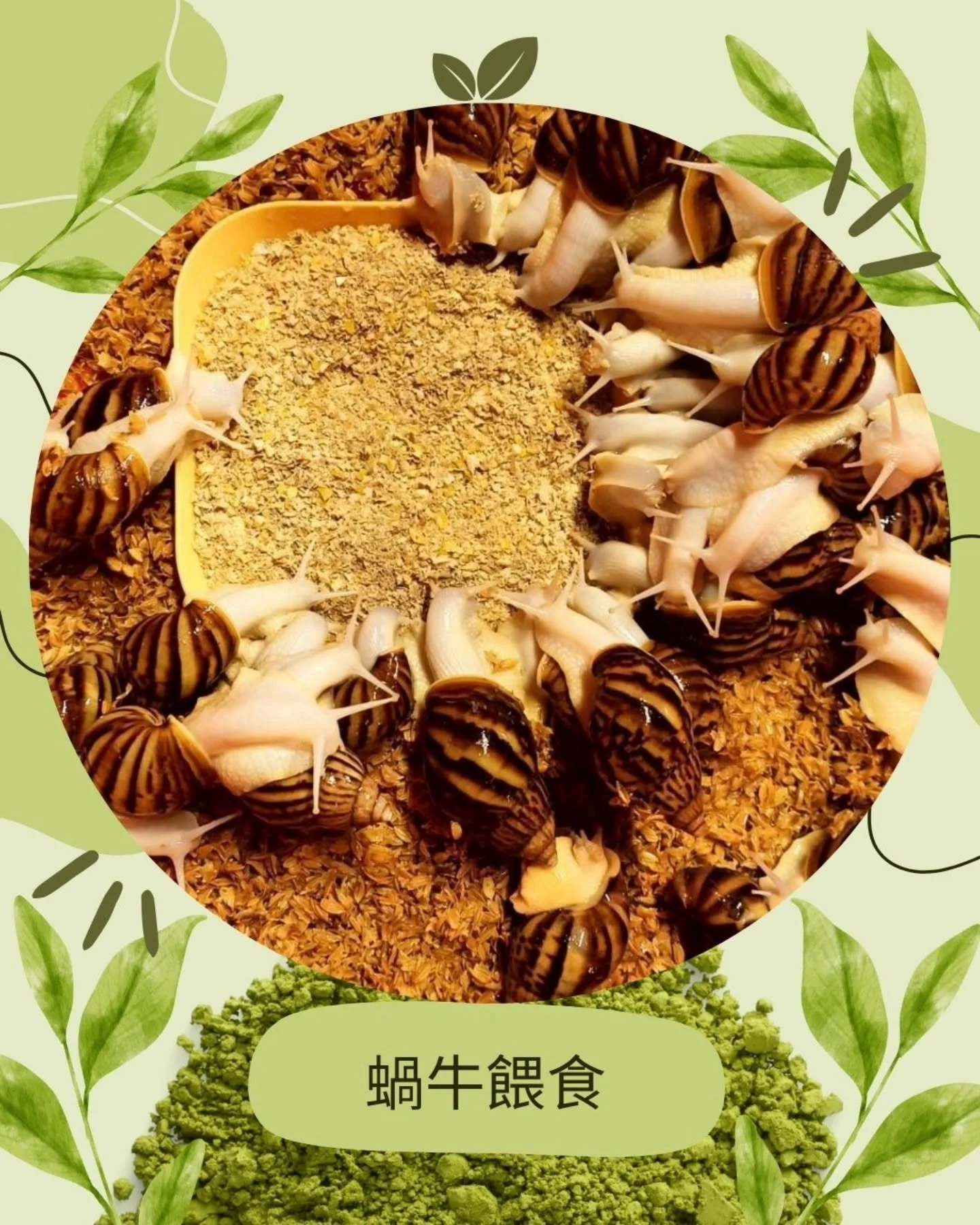 󠀠
｜實際餵食畫面｜#不是丟進去餵是調比例餵

📍【餵食這件事，我們做得比你想的還細緻】

不是「有什麼餵什麼」，
我們根據蝸牛的成長期，調整酒糟與主飼料比例，並定時補充鈣質。

讓每一隻蝸牛，都能吃進乾淨、平衡的營養。這是「飼養」，更是「設計」。

一口蝸牛肉的背後，是無數日子的細節。

&mdash;&mdash;&mdash;&mdash;

📩 想開發蝸牛料理或了解原肉供應？
私訊我們索取規格＋合作洽詢表單！
󠀠
󠀠
#潔淨蛋白 #高蛋白食材 #思艿爾白玉蝸牛 #餵養透明化 #