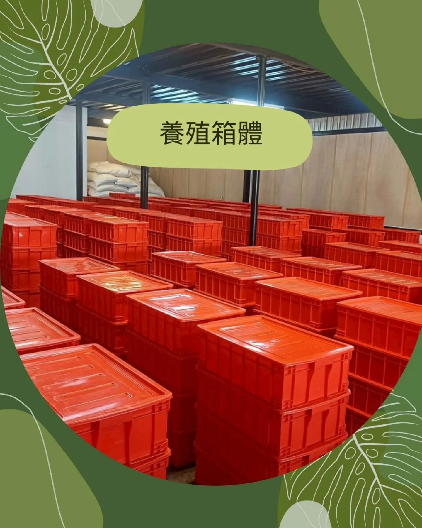 󠀠
｜養殖箱體｜#我們養的不是蝸牛而是一個系統

📍【這裡，是蝸牛的起點】

不是田邊草地、不是野放池塘，
我們在金門，打造了屬於蝸牛的「室內養殖系統」。

控溫、控濕、通風良好，
從第一個箱體開始，就是一場可控、可追溯的信任工程。

因為我們相信：
養得好，才有資格談味道。

&mdash;&mdash;&mdash;&mdash;

🐌 想知道白玉蝸牛的生長過程嗎？
📩 私訊我們，獲得合作簡介或申請試用！
󠀠
󠀠
#金門白玉蝸牛 #思艿爾農牧科技 #蝸牛養殖 #永續農業 #ESG