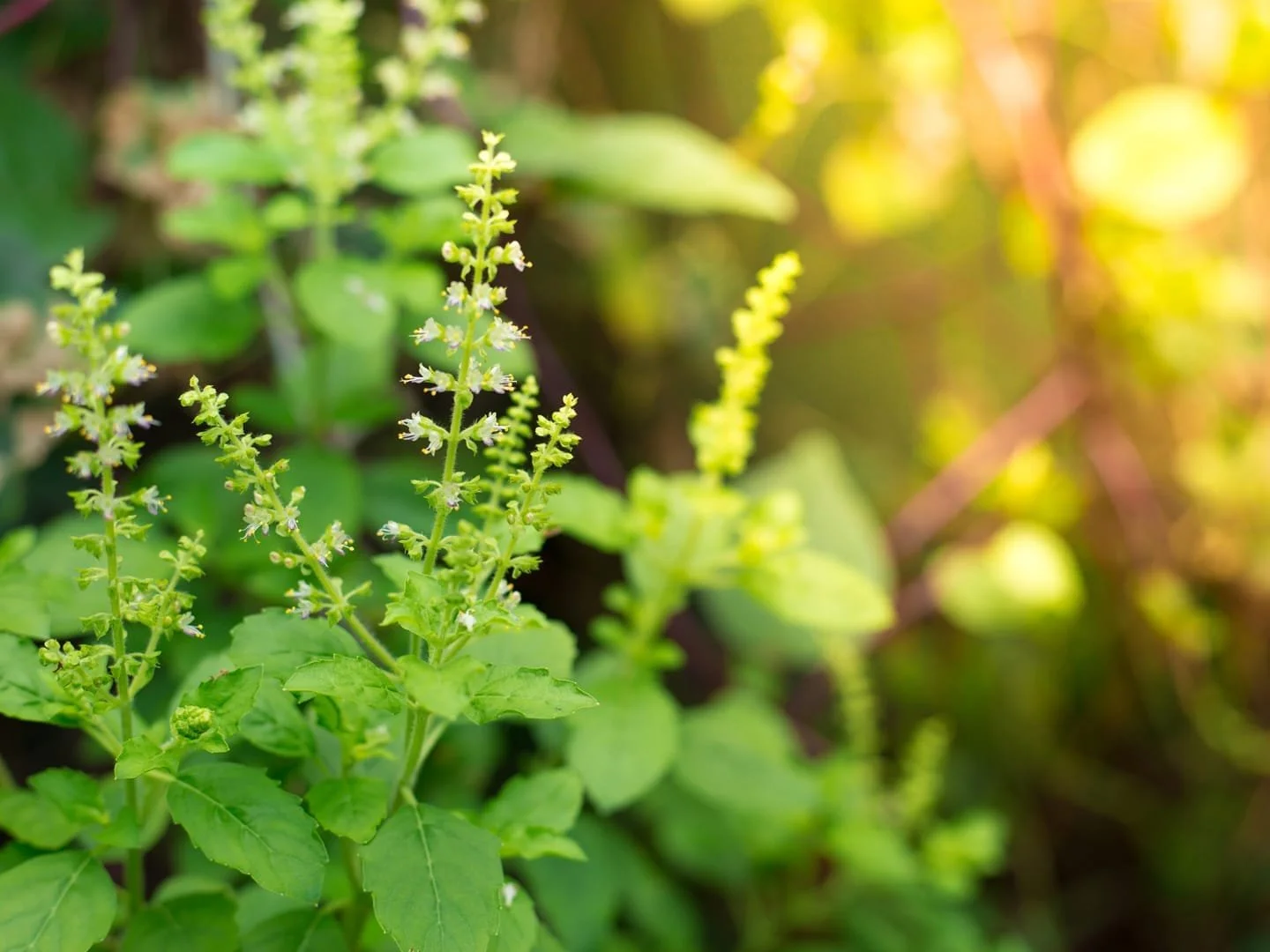 Planta de Tulsi (Ocimum sanctum) o albahaca sagrada, utilizada en Ayurveda para el equilibrio de Kapha y Vata