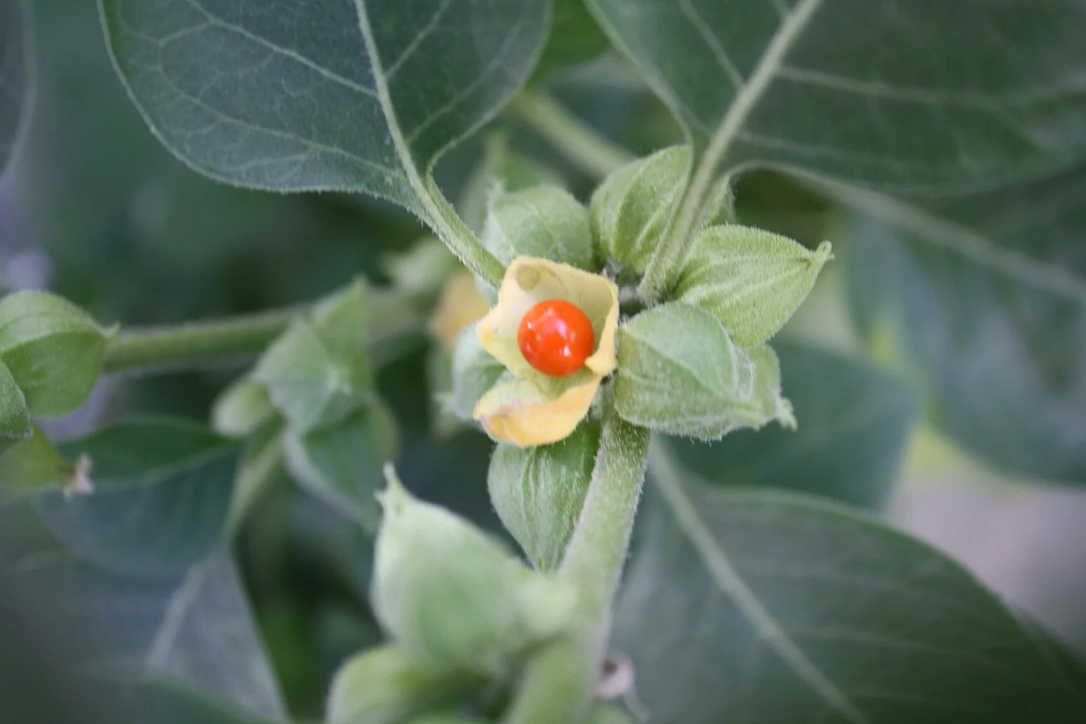 Raíz de Ashwagandha (Withania somnifera), planta Rasayana del Ayurveda utilizada para el equilibrio de Vata, el sistema nervioso y la vitalidad