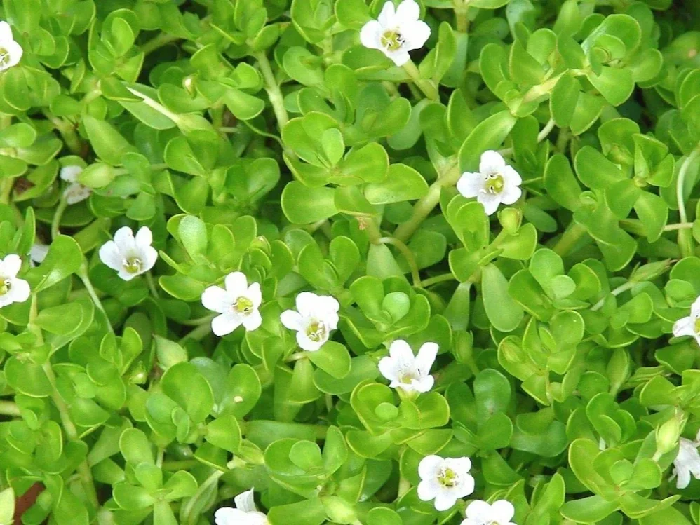 Brahmi (Bacopa monnieri)