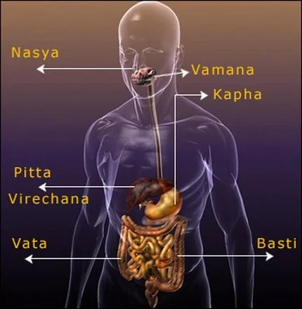 Diagrama anatómico humano que muestra las técnicas Panchakarma Nasya, Vamana, Kapha, Pitta, Virechana, Vata y Basti en el cuerpo