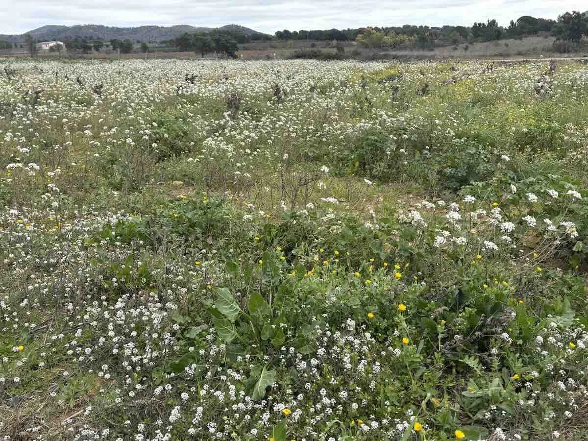 Paisaje de flores silvestres en primavera que simboliza el cambio de estación y la transición estacional en Ayurveda.