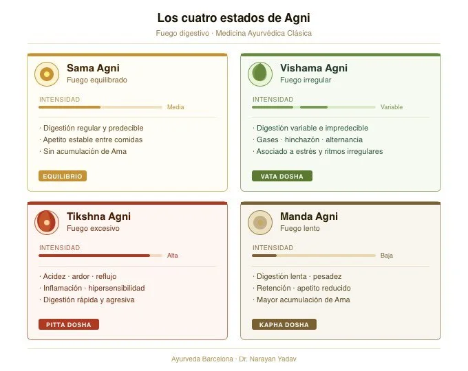 Ilustración clínica de los cuatro tipos de Agni en Ayurveda: Sama, Vishama, Tikshna y Manda