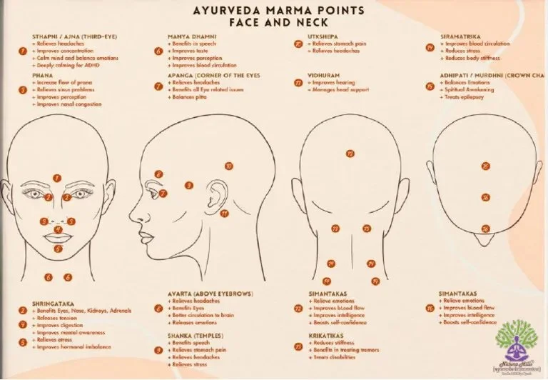 Diagrama de puntos marma de la cabeza según el Ayurveda