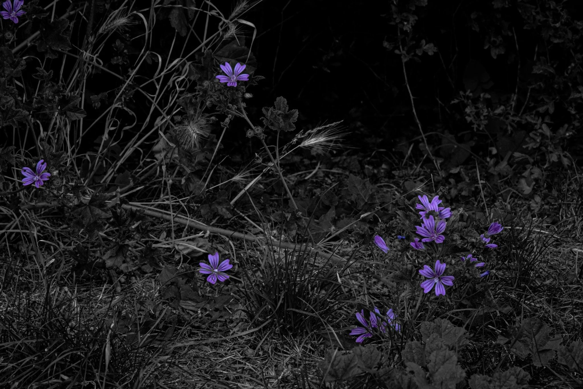 I traveled up to Colchester in Essex, where one day hoping to get some good shots and was walking along a river in the park area. I then came across this little grass patch along the side of the path I was walking on. There was a lone dandelion which