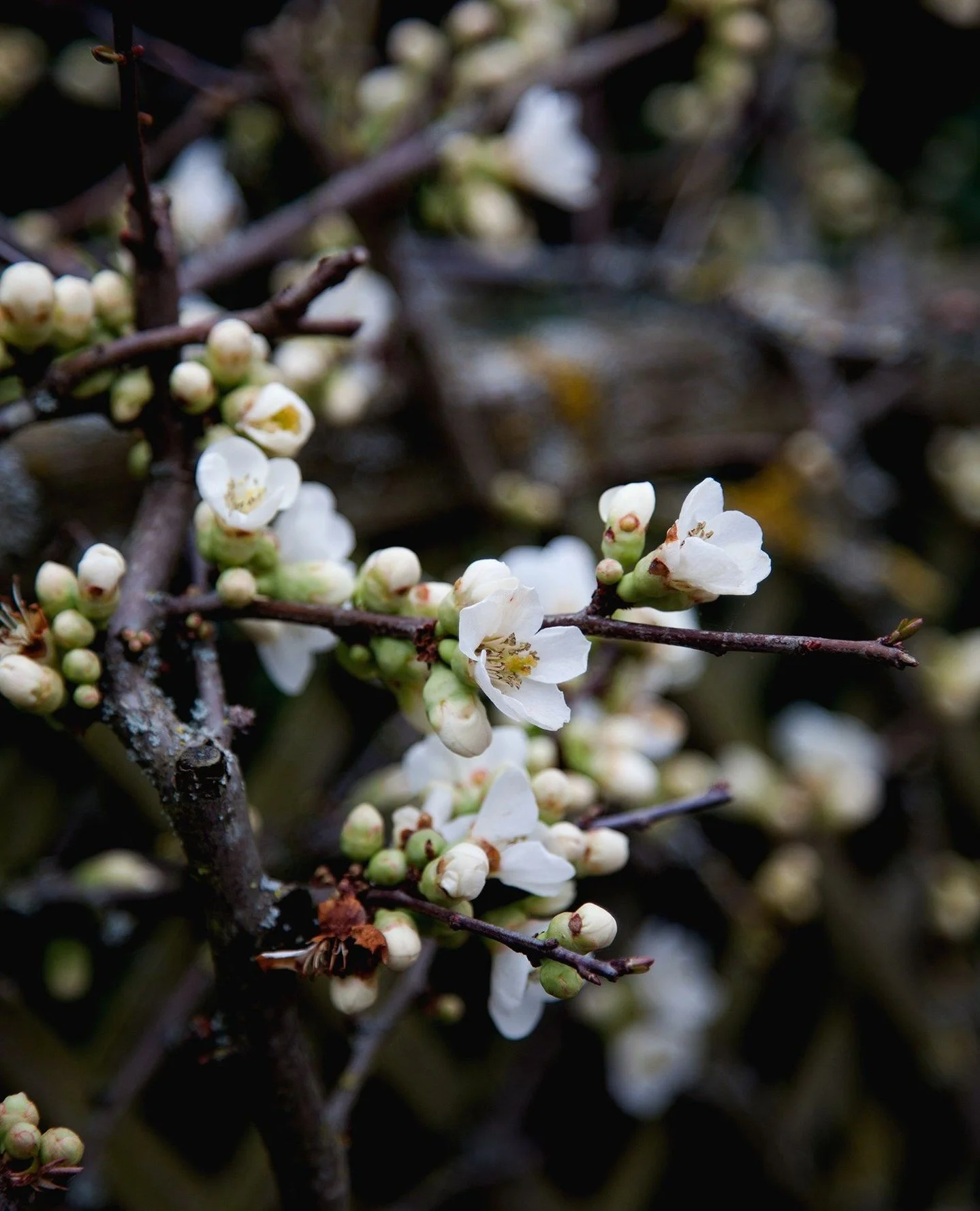 The Unspeakable World, Song by Adi Goldstein ‧ 2018. Link in bio.⁠
⁠
In his song, Alan Watts reads out the following passage. I find it very moving:⁠
⁠
But you know if you talk all the time⁠
You will never hear what anybody else has to say⁠
And there