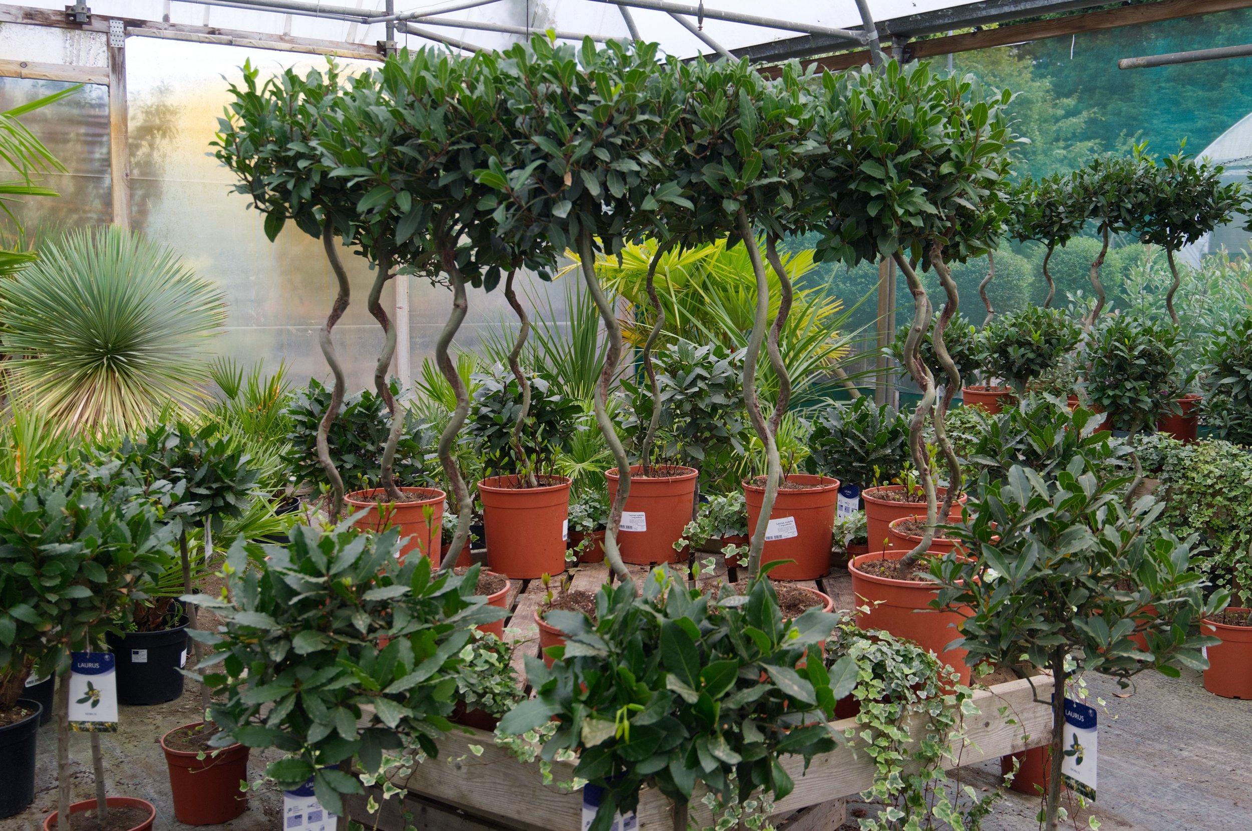 A greenhouse filled with potted plants, including multiple topiary trees with twisted trunks and lush green foliage, arranged on wooden tables.