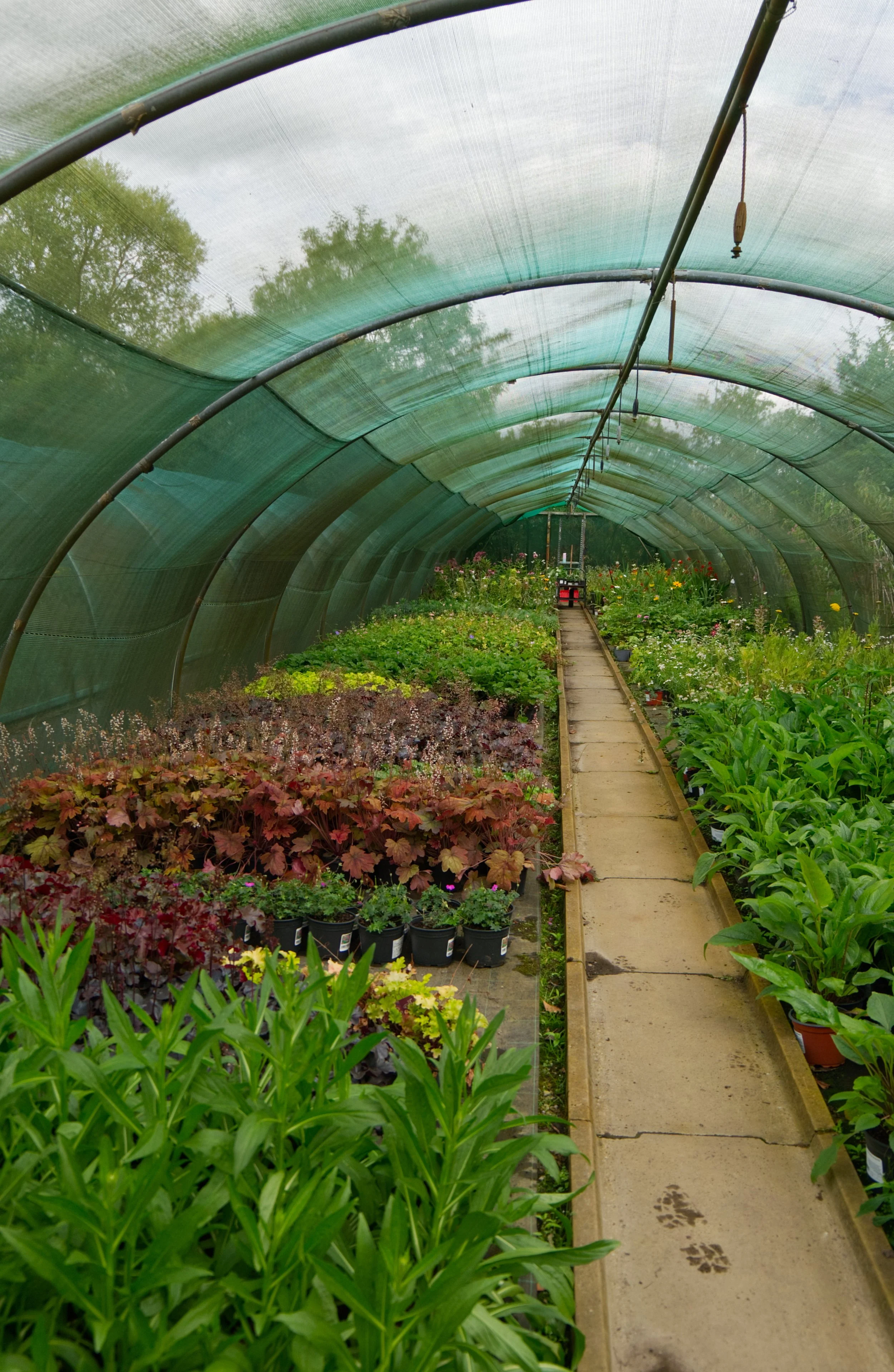 Inside a greenhouse with a dirt and concrete pathway, rows of potted plants and flowers on either side, with a green netted roof and trees visible outside.