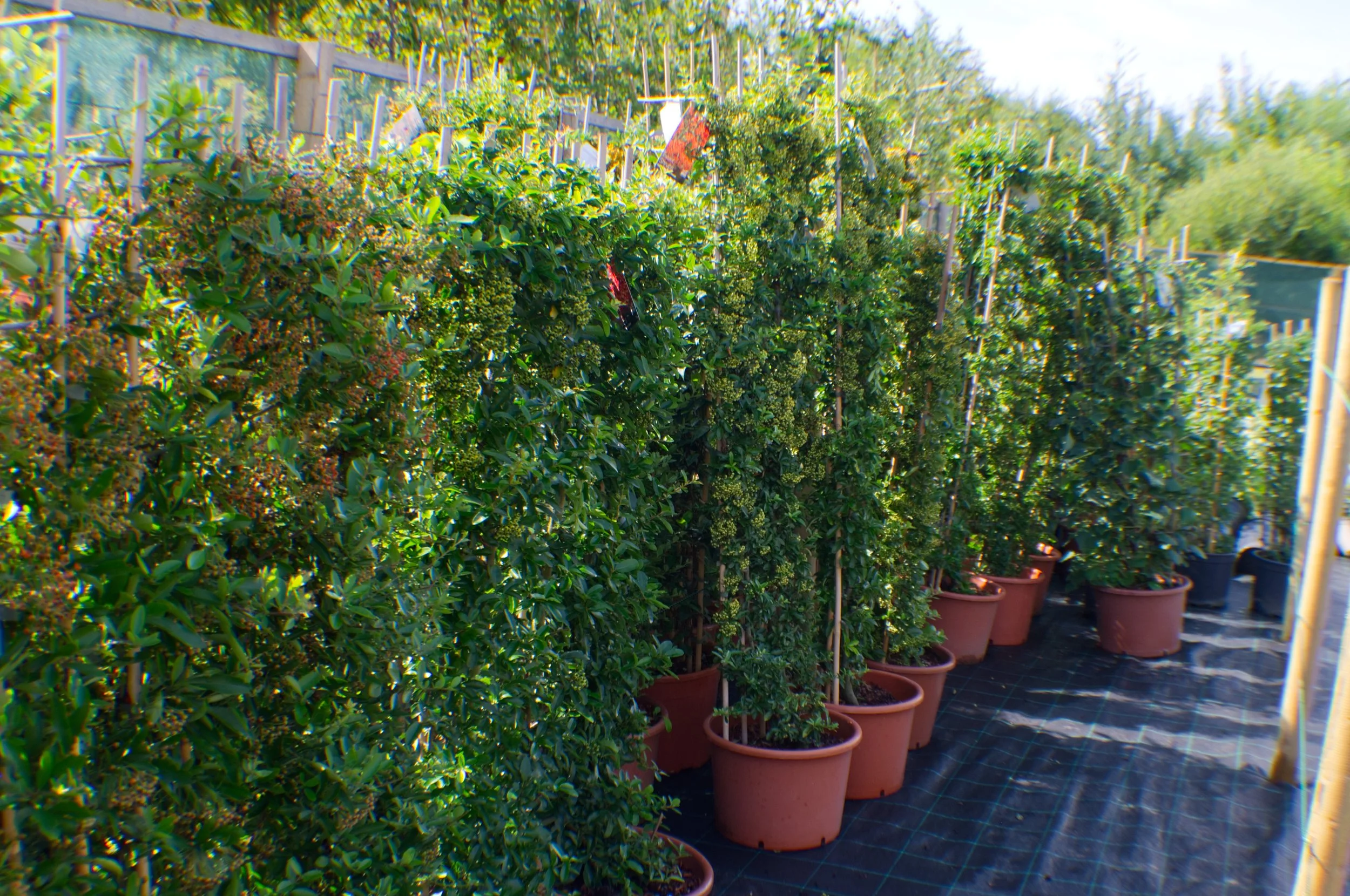 Row of potted bushes on a black ground tarp, supported by wooden stakes and a metal fence in the background, under bright sunlight.
