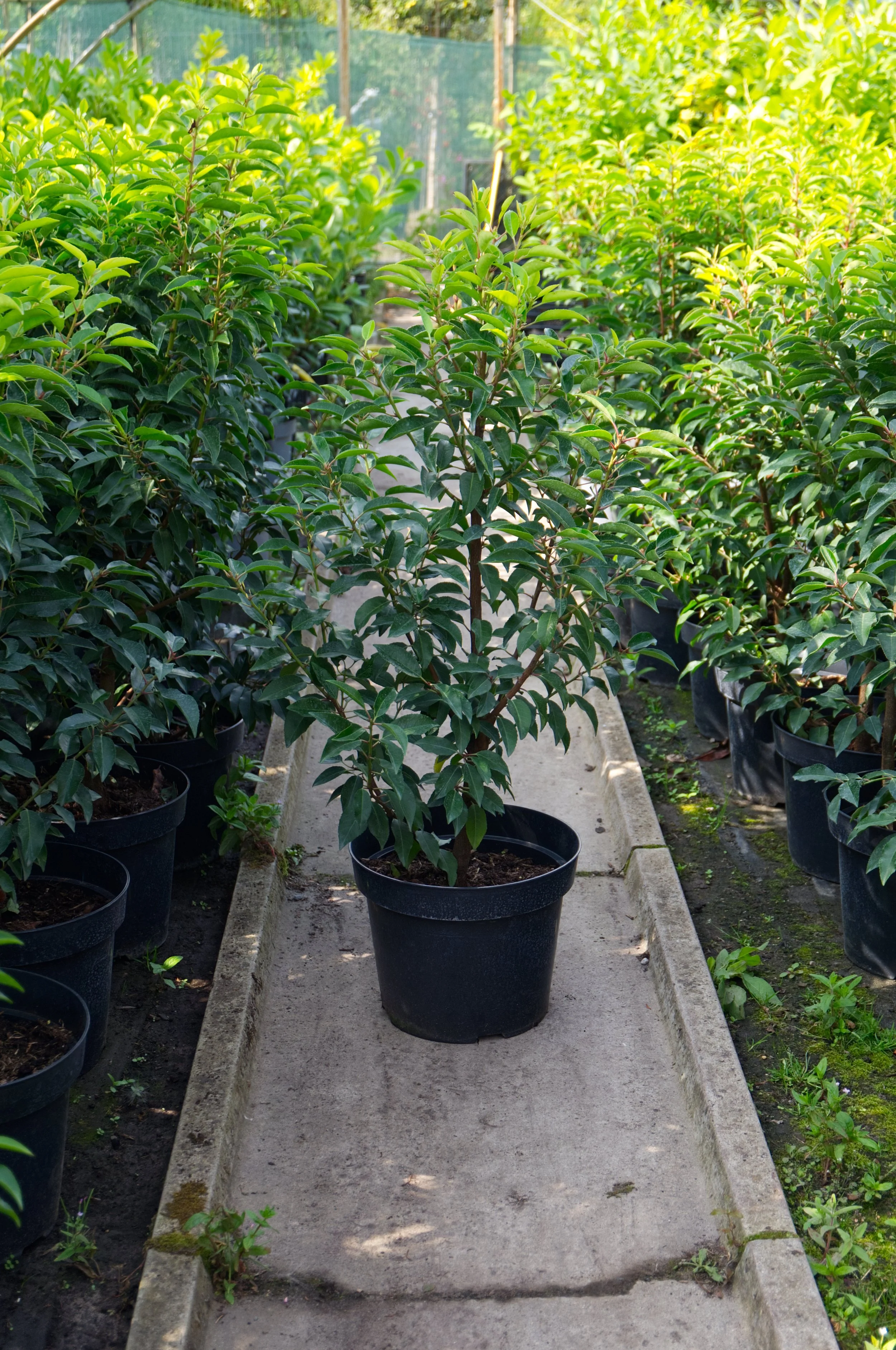 Potted plant in a nursery with rows of similar plants on either side, outdoors with sunlight.