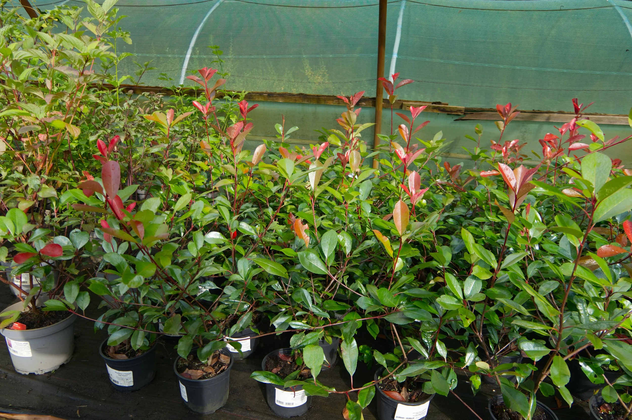 Rows of potted plants with green and reddish leaves inside a greenhouse with a green shade cloth in the background.
