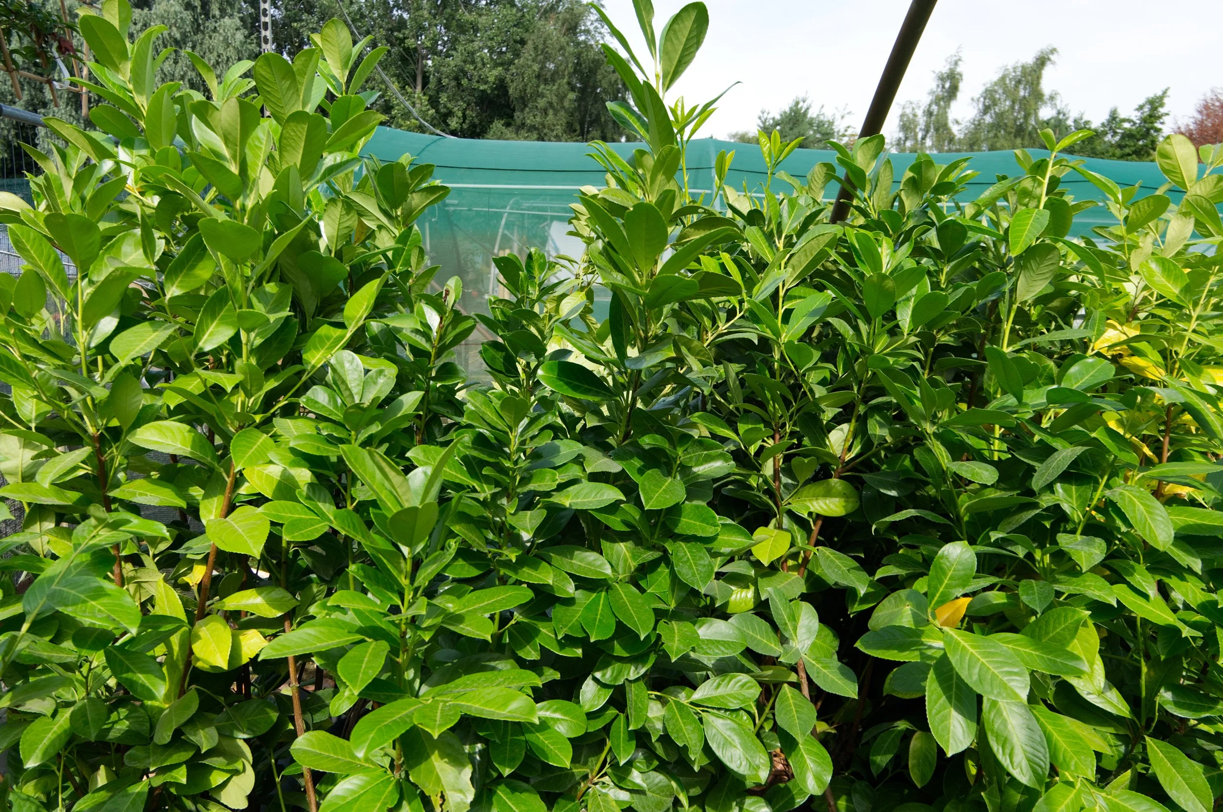 Close-up of green leafy plants in a garden with a green mesh fence and trees in the background.