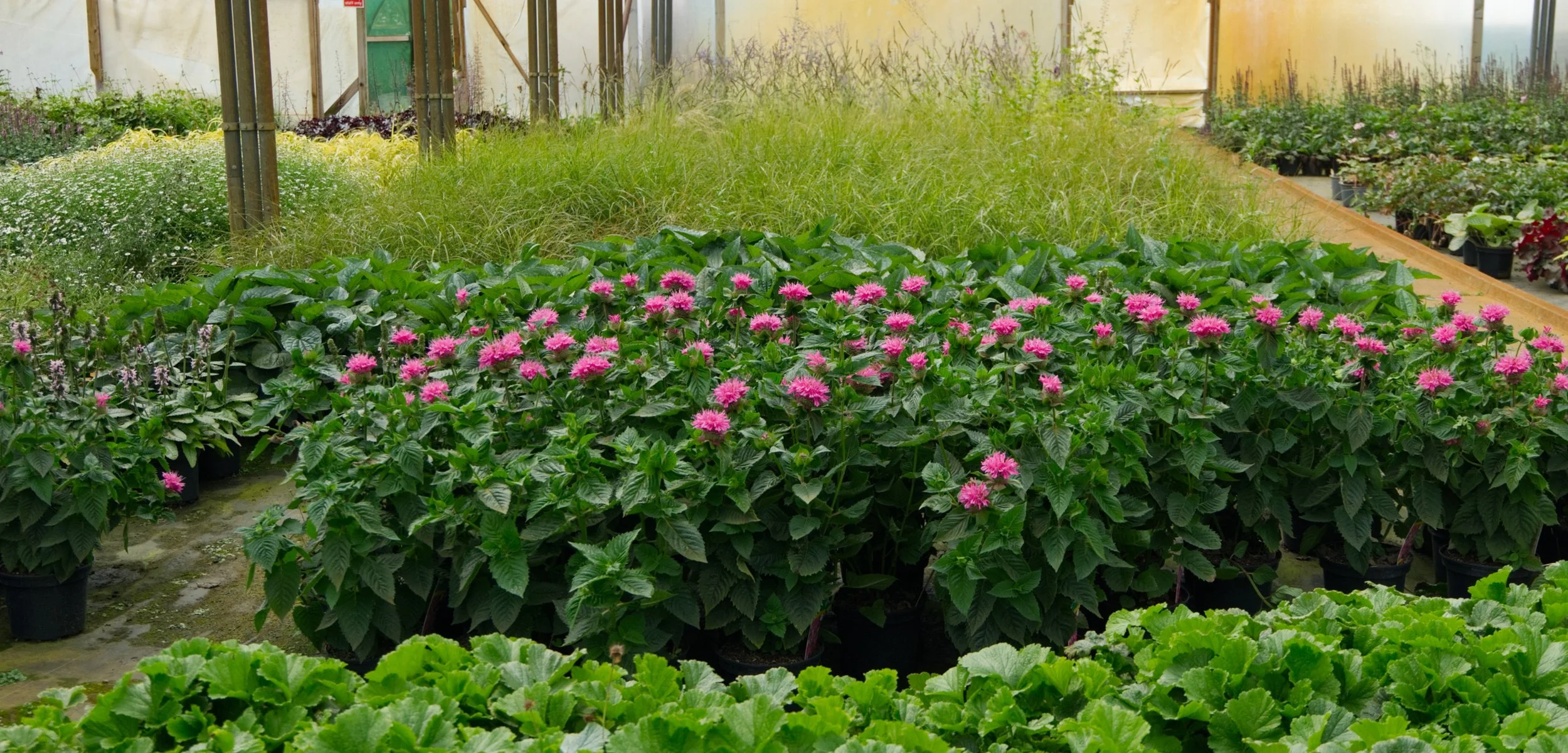 Pink flowering plants in a greenhouse with other green plants and grasses around.