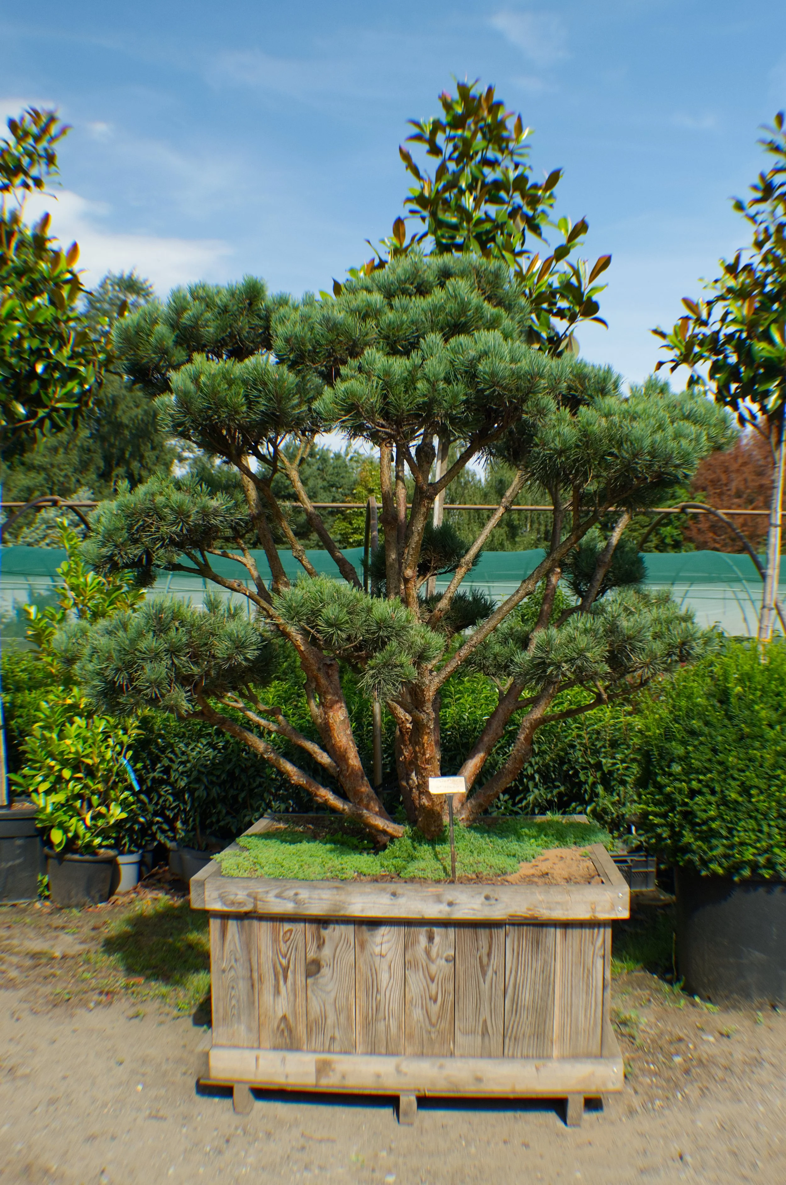 A large, well-pruned pine tree in a wooden planter at a garden center, surrounded by various potted plants, under a blue sky.