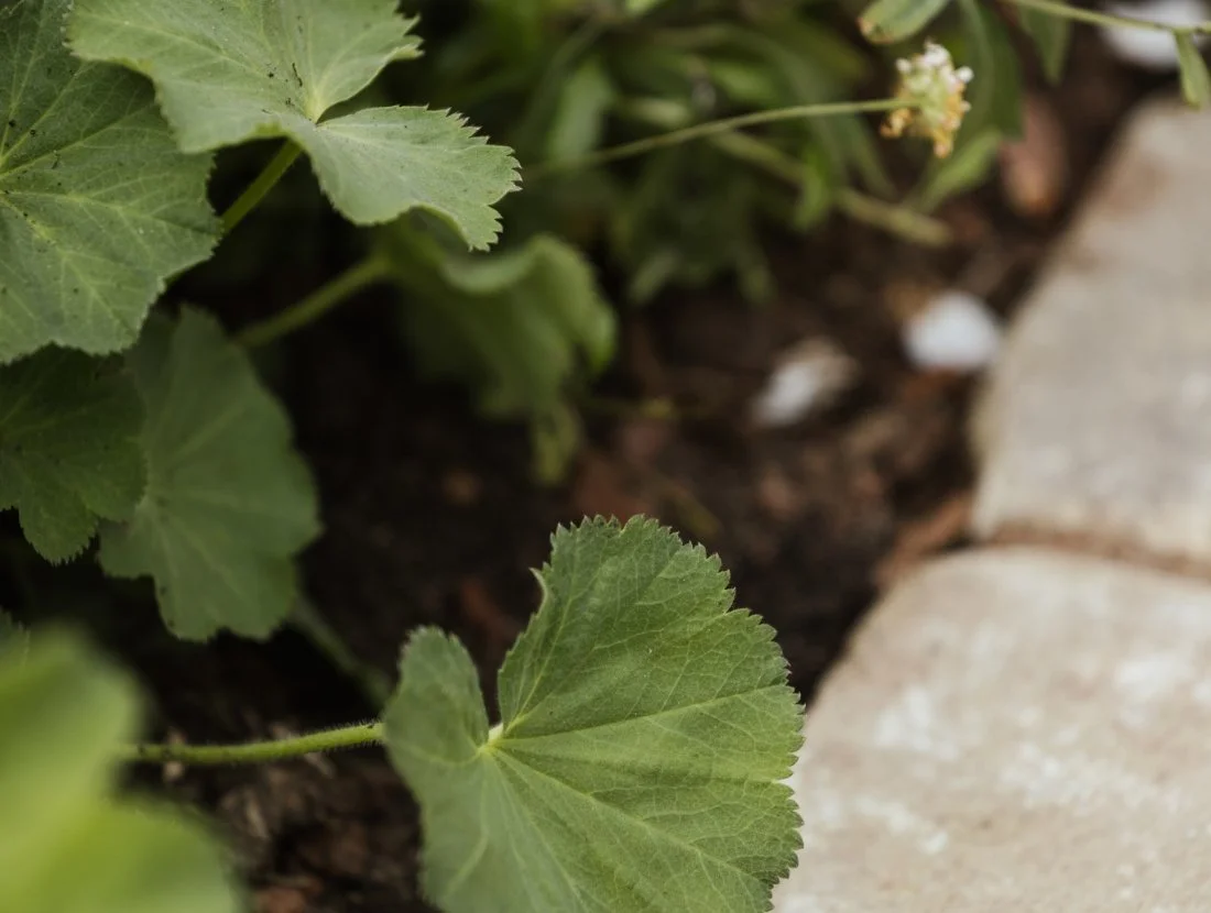 Close-up of green leaves growing in soil along a brick pathway.