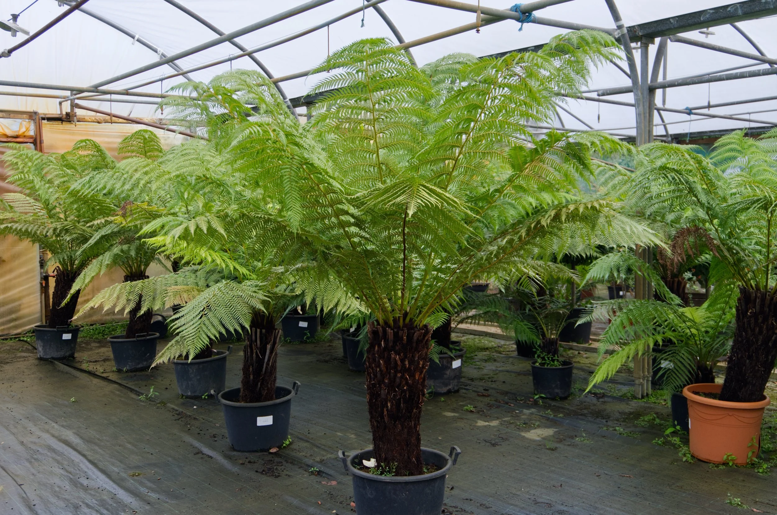 Indoor greenhouse with potted tree ferns, several large green fern plants in black and terracotta pots, under a transparent roof structure.