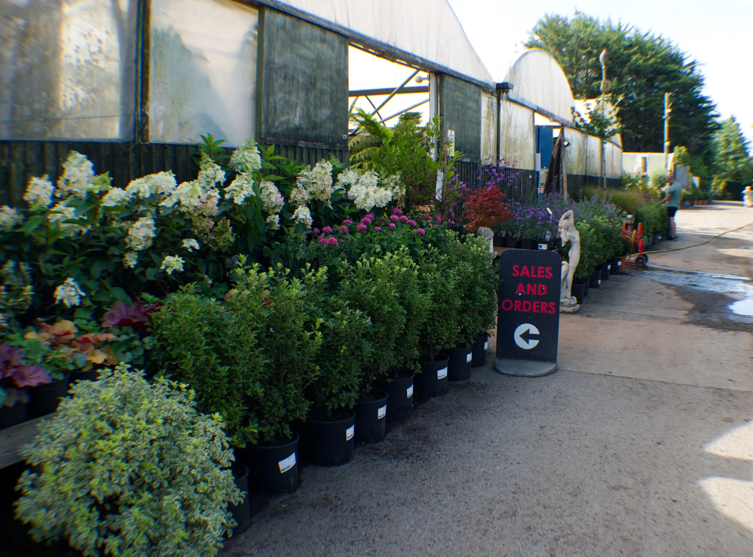 A plant nursery with rows of potted plants and flowers by a greenhouse, a black sign reading 'Sales and Orders' with an arrow, and people in the background.