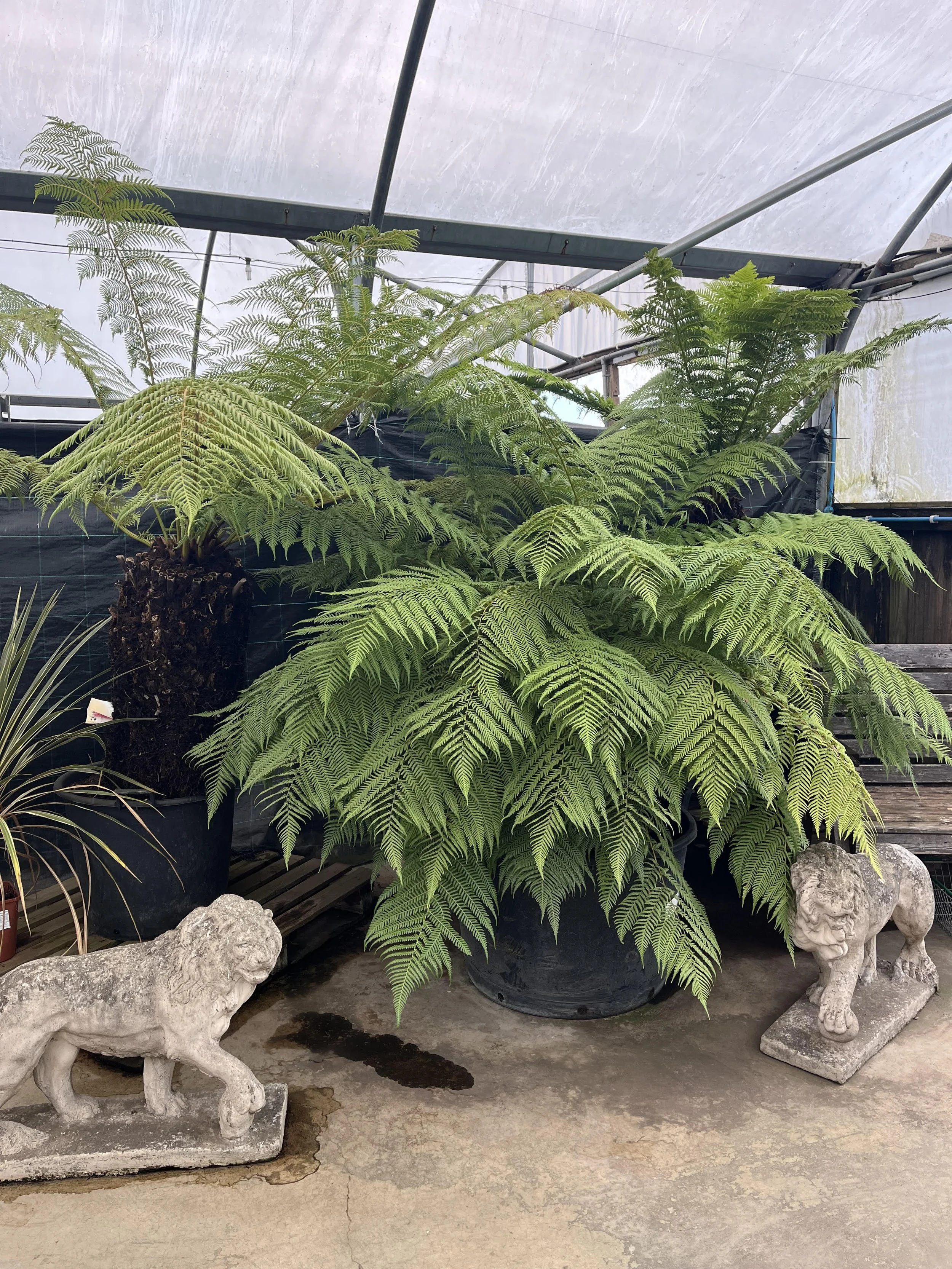 Large fern plant in a black pot with two lion statues flanking it, placed on a concrete floor inside a greenhouse.
