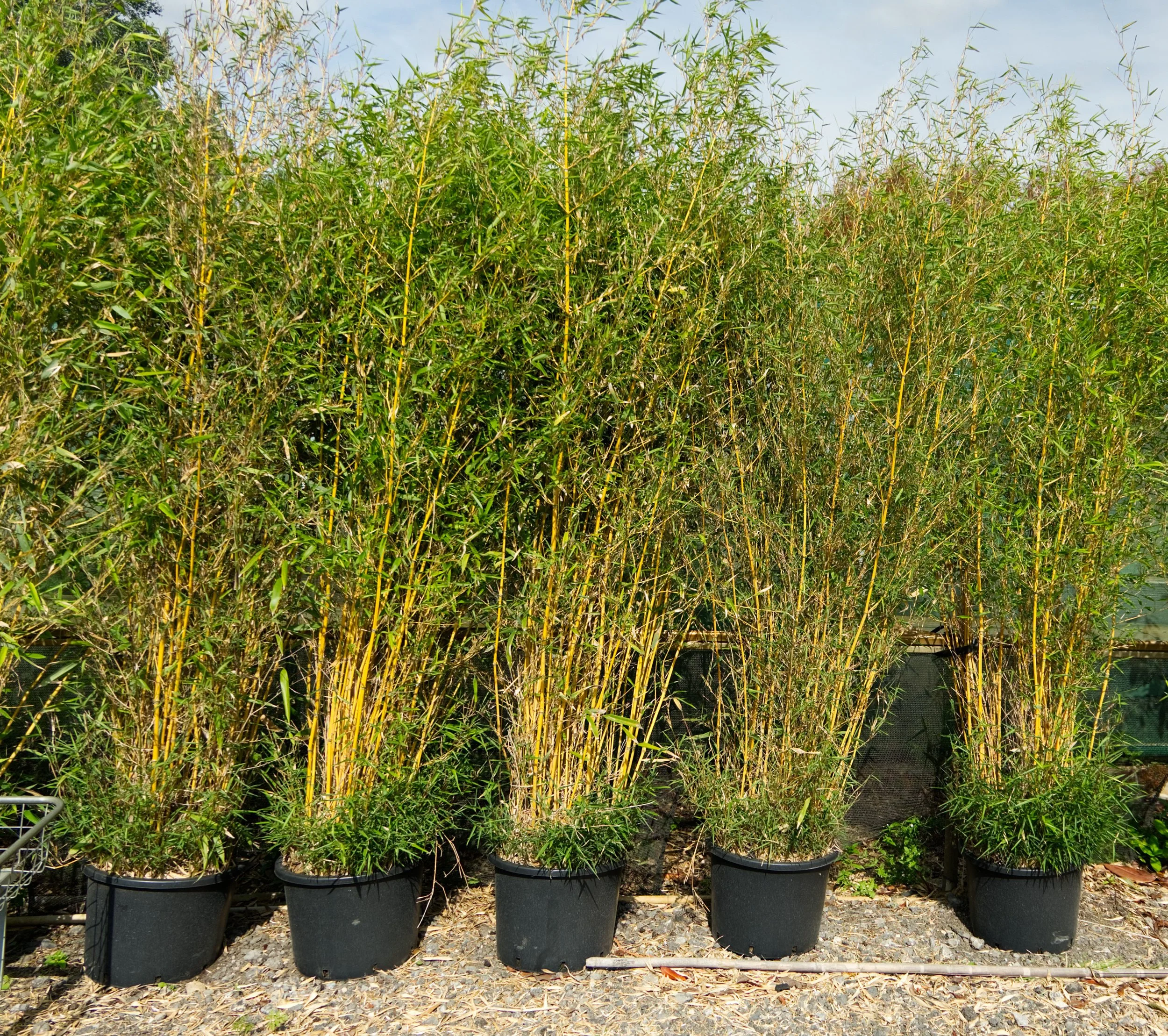 Six potted bamboo plants outdoors on gravel, with green leaves and yellow stems, under a clear sky.