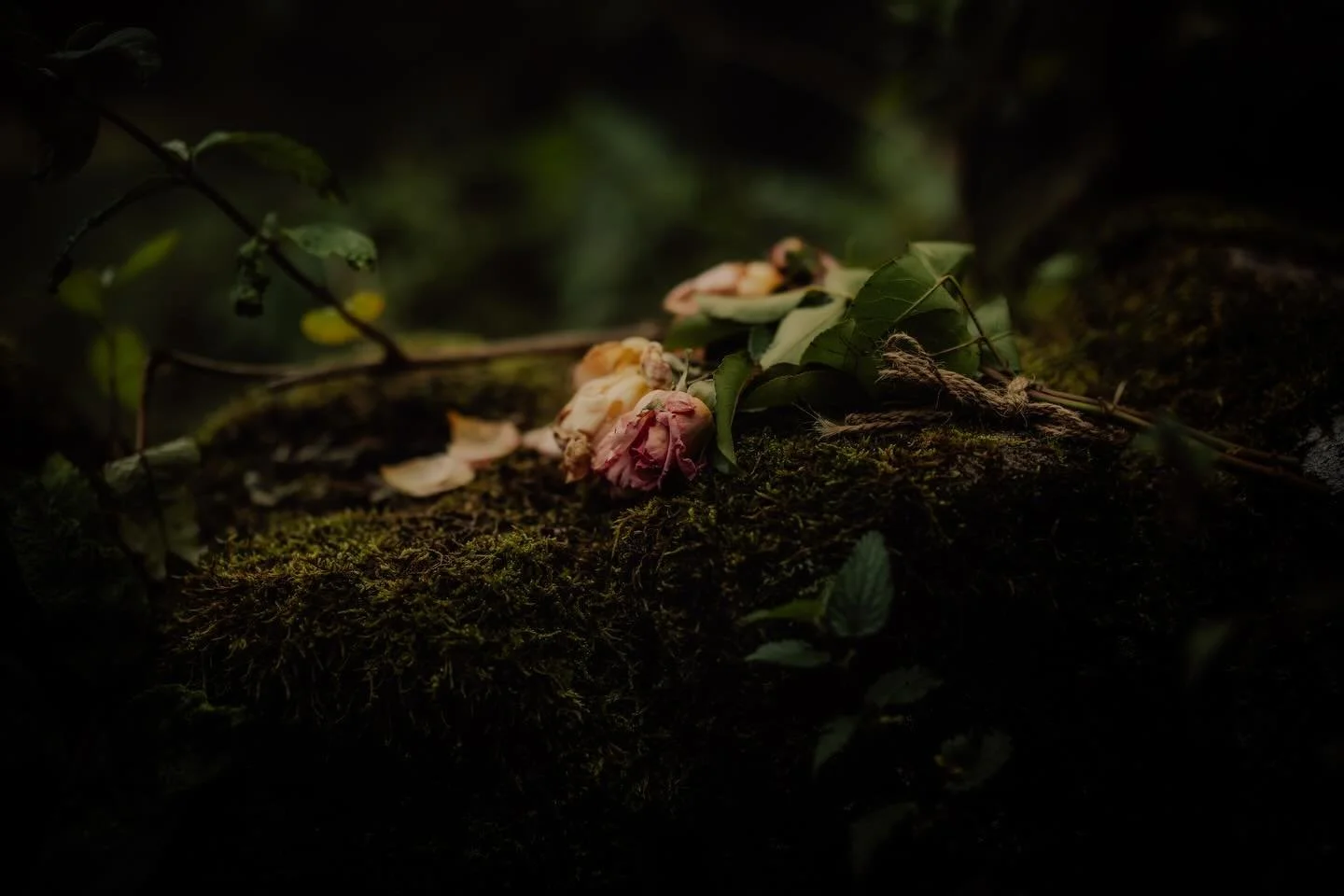 I was walking out in the middle of mossy nowhere one day, when I spied this bouquet of roses, on its way to the other side, lovingly tied together with string, and left as some sort of memorial/gift/offering/memento of a love somewhere.

It stood out