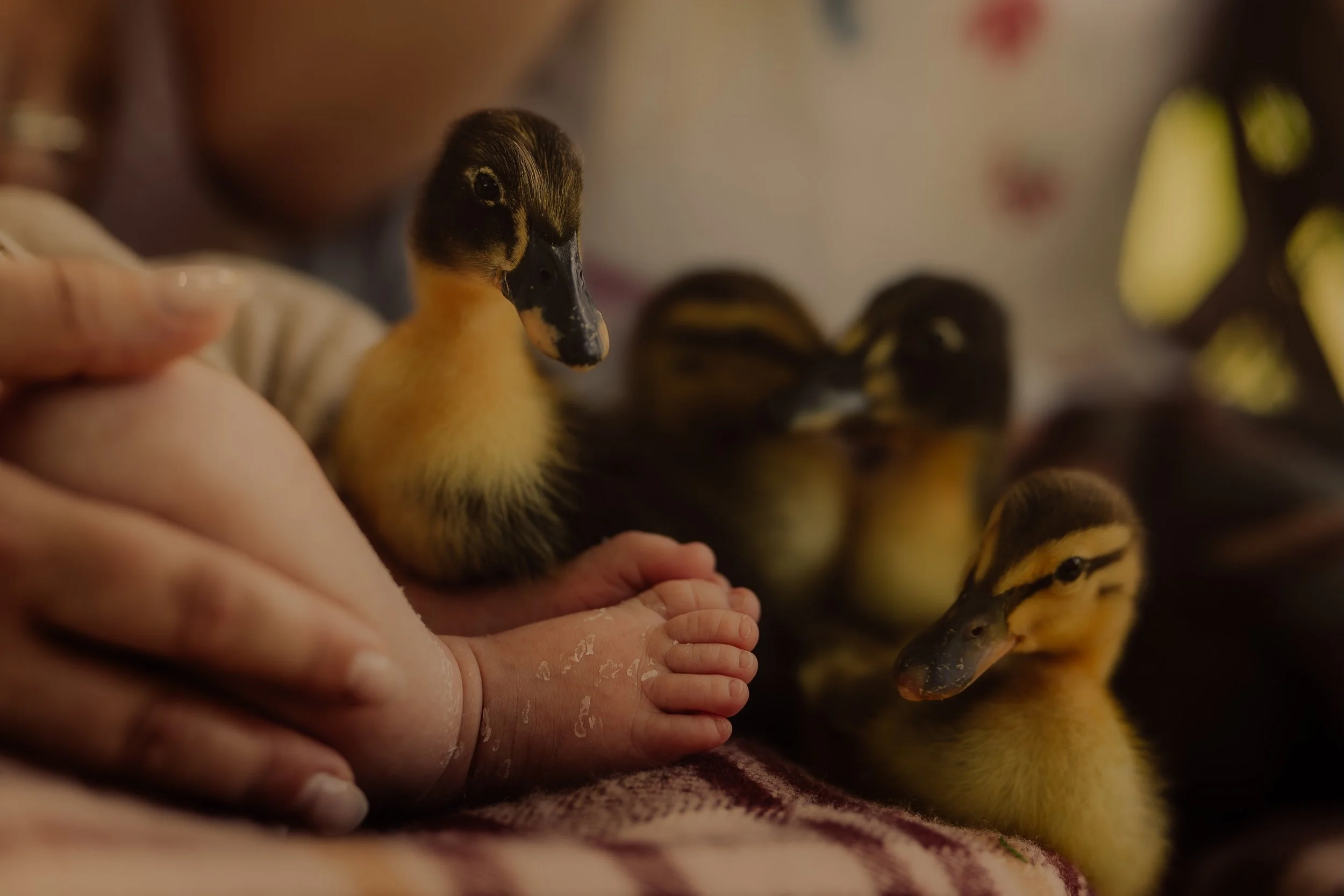 I did not plan to post anything today, but listen. There were baby feet and ducklings and COME ON!! Is this not THE cutest picture ever?! EVER?! 🥹😭😍

If this doesn&rsquo;t get all of the love, I&rsquo;m judging the World 🤣🤣.

#NewbornPhotography