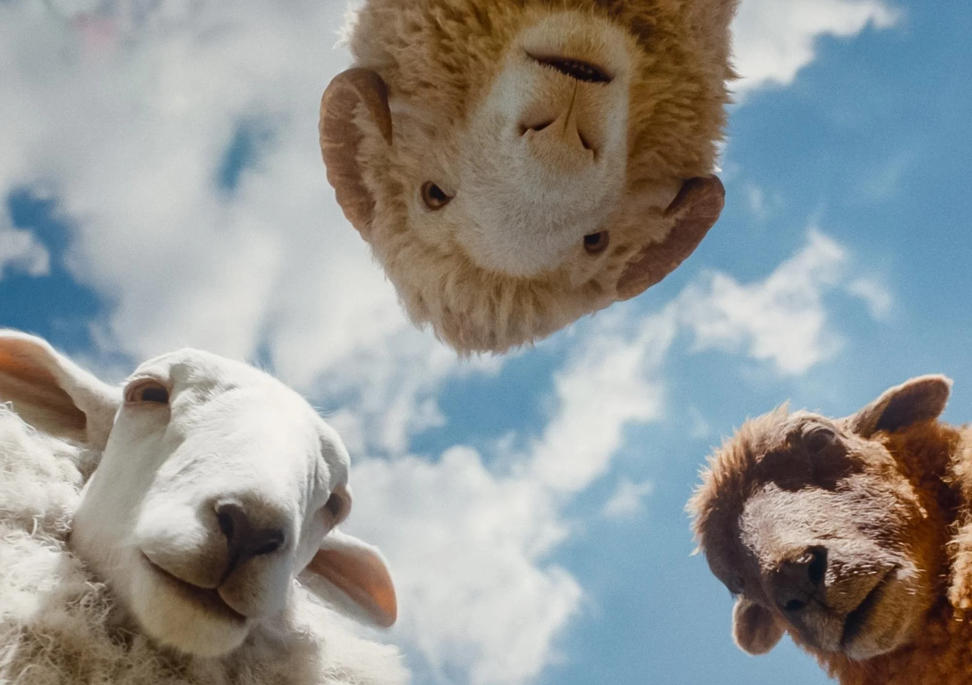 three sheep are looking down towards the camera they have a sunny day behind them
