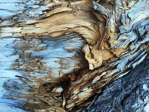 Close-up of weathered, textured tree bark with peeling layers and natural wood colors.