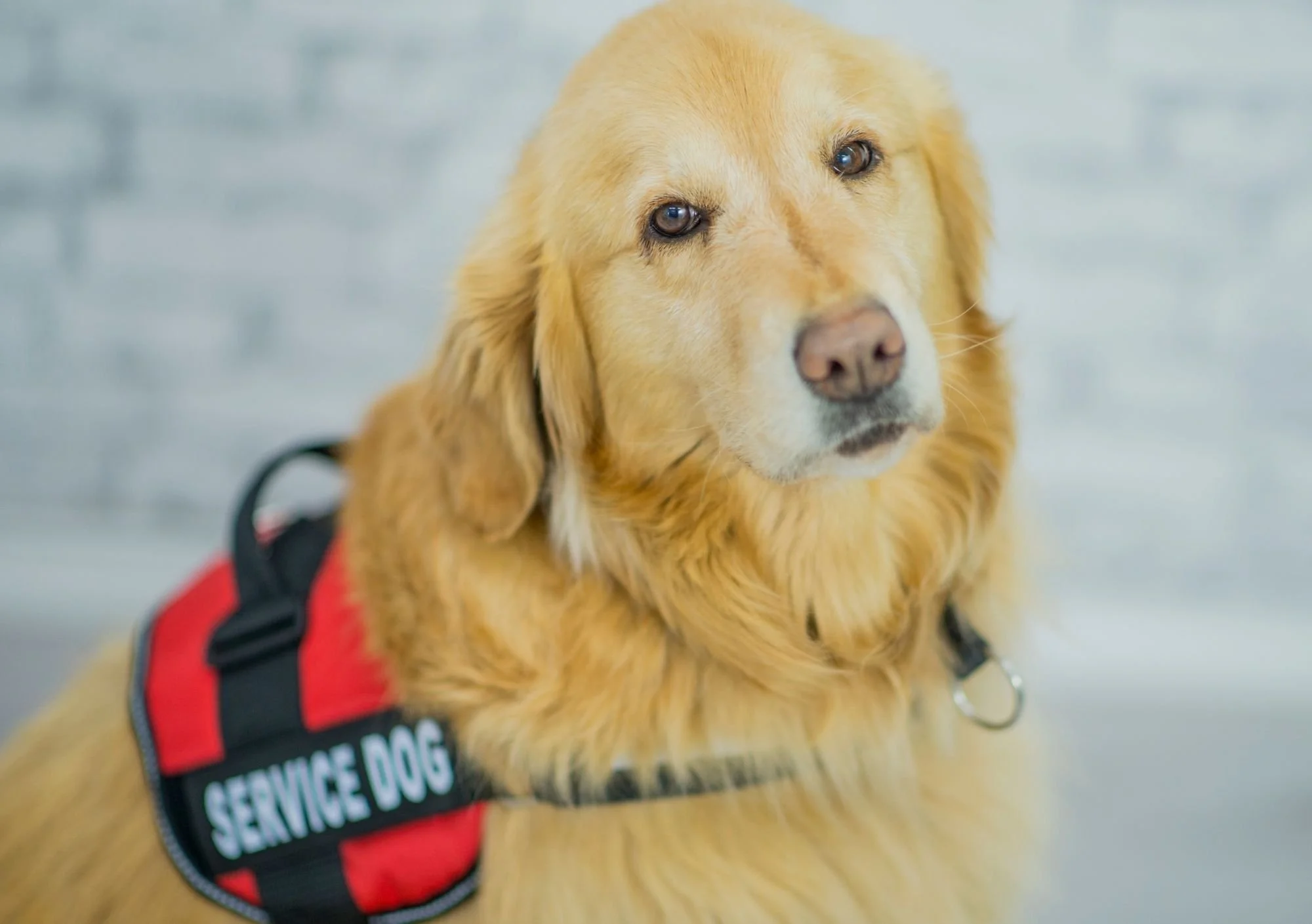 image shows a dog wearing a service dog harness