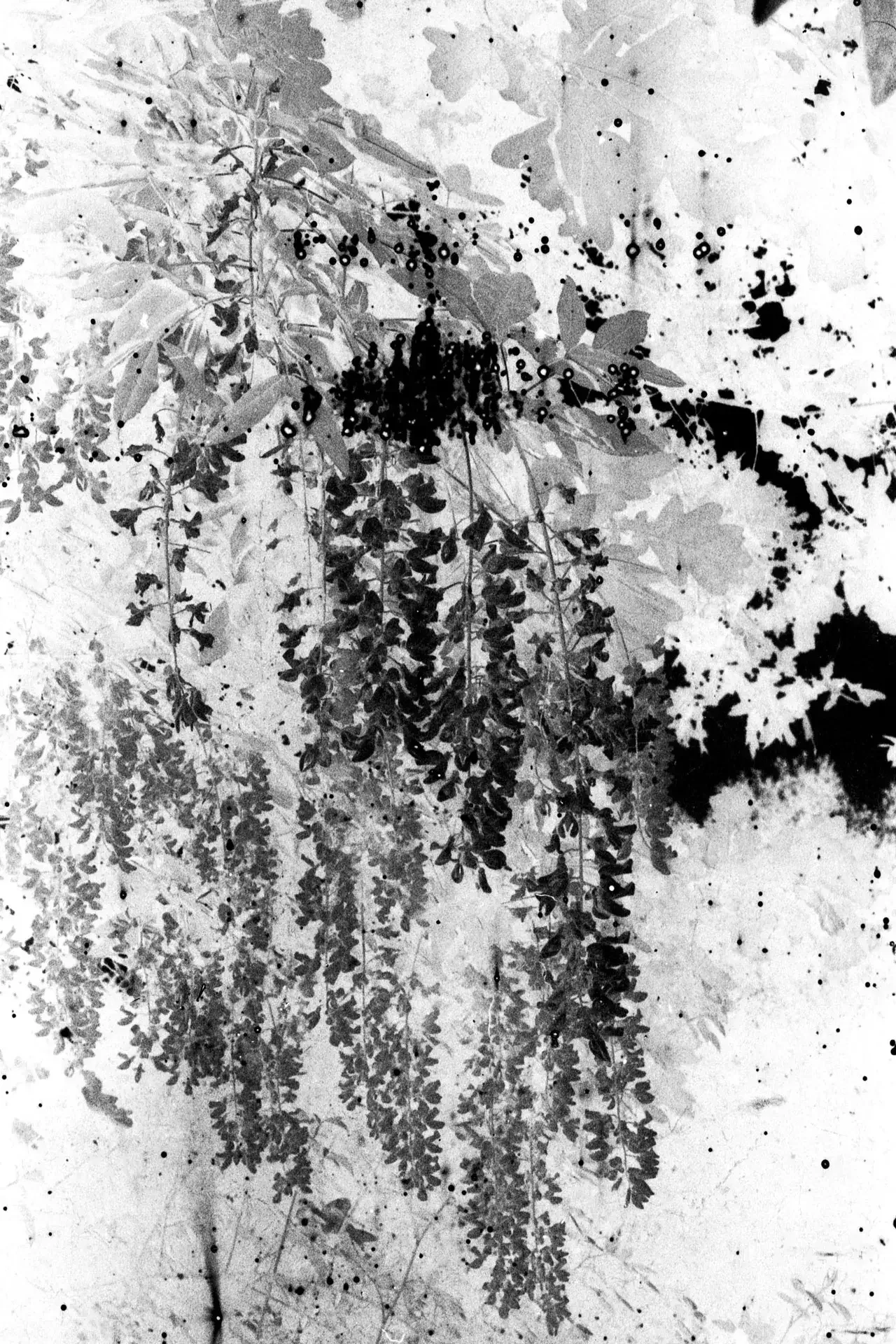 Geneva_Art_Week-Event_2025-Art_Resonance_Gallery-Workshop_d_apprentissage_de_Photogram-Additional-02.webp