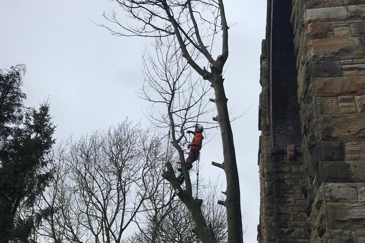 Devegetation — Vertex Access | Rope Access | Drone Surveys | Rail