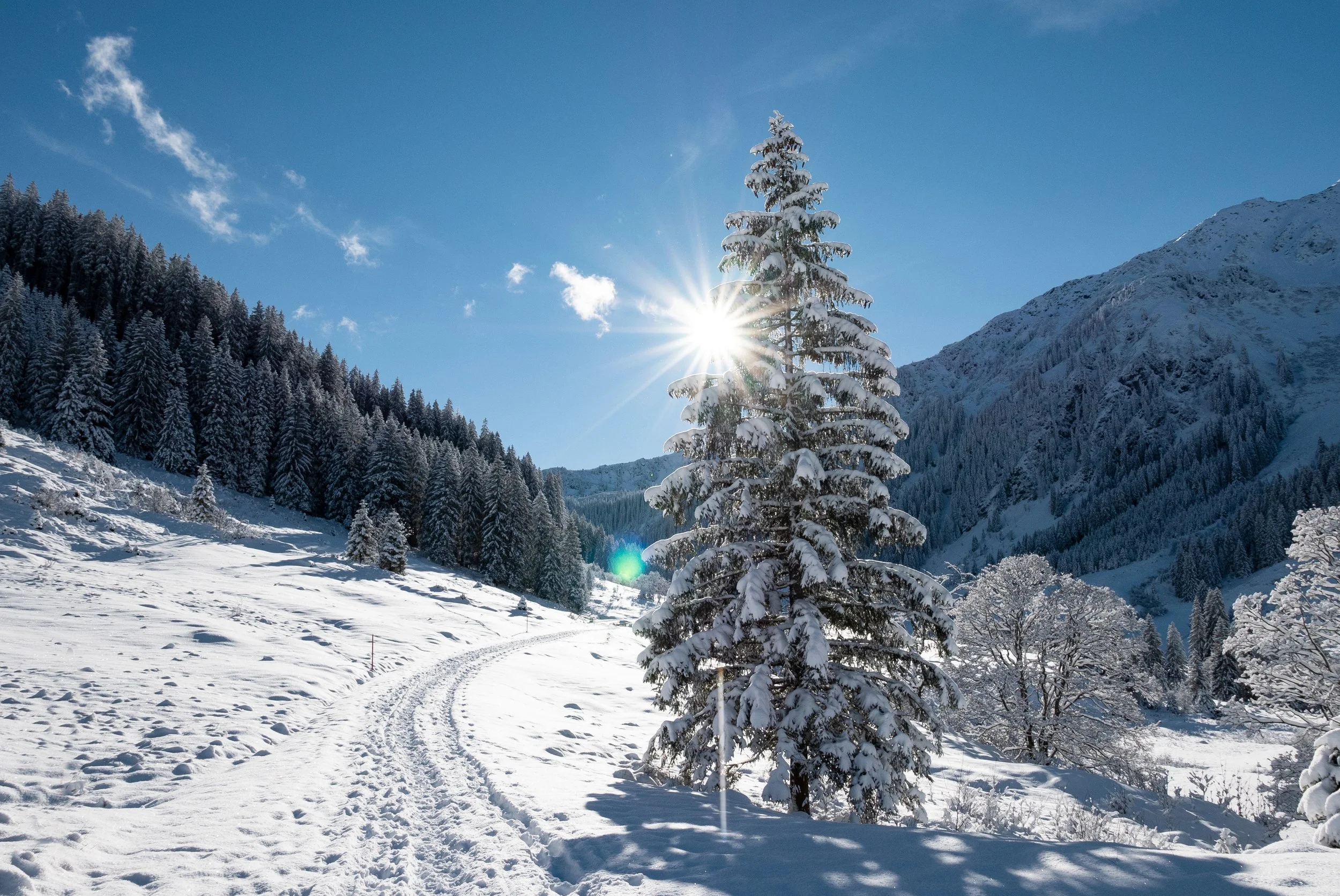 Berglandschaft mit schneebedeuerten Bäumen und einem klaren blauen Himmel, Sonnenstrahlen scheinen durch einen Baum.