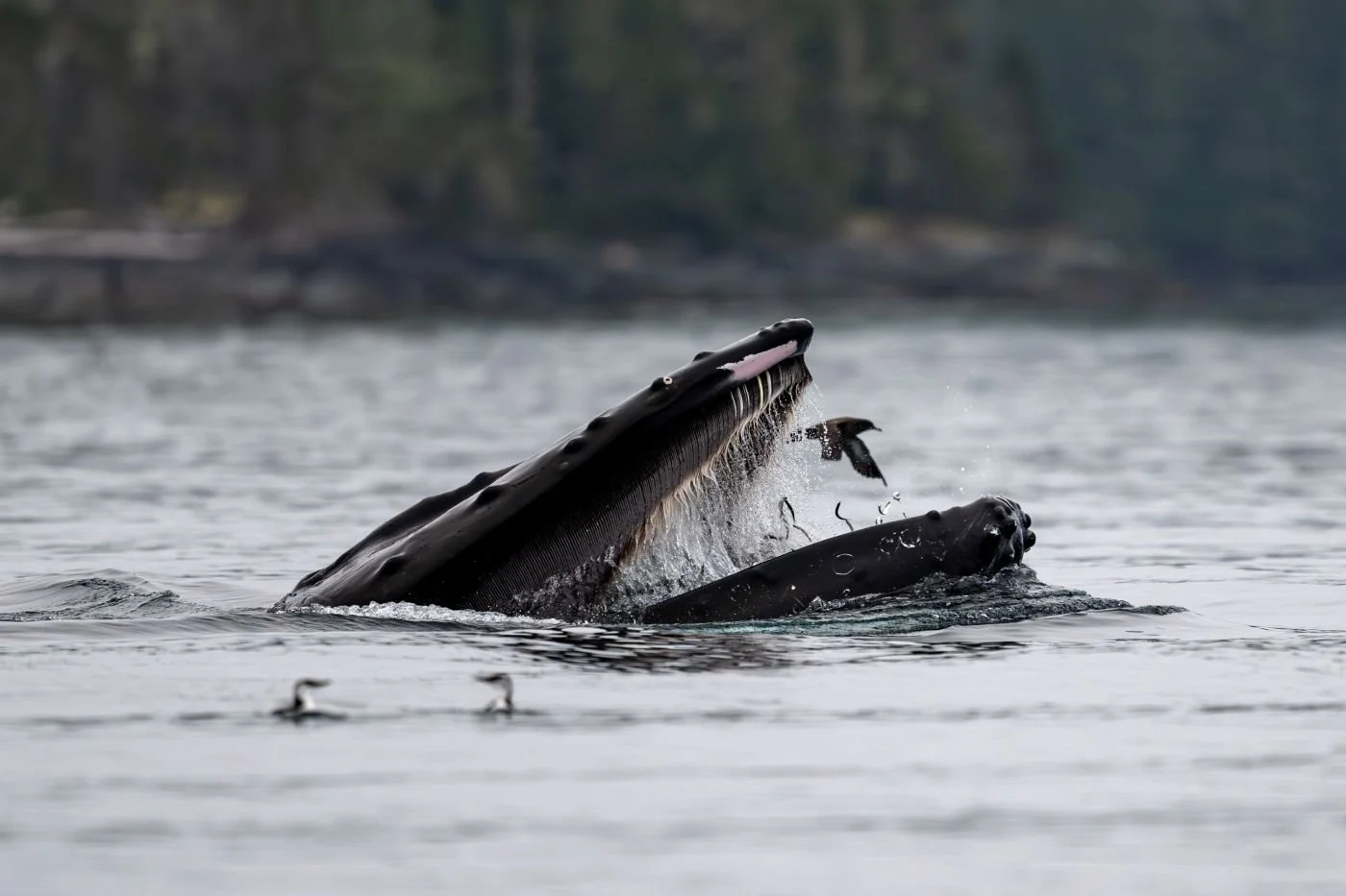 A whale breaching the water surface with a bird flying nearby.