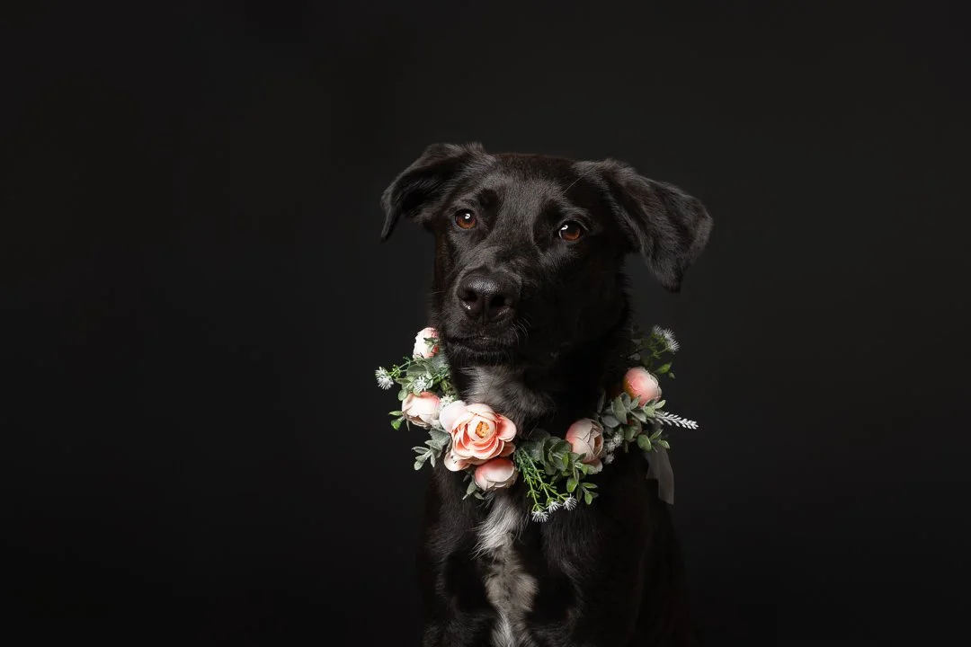 Black dog with a floral necklace on a black background.