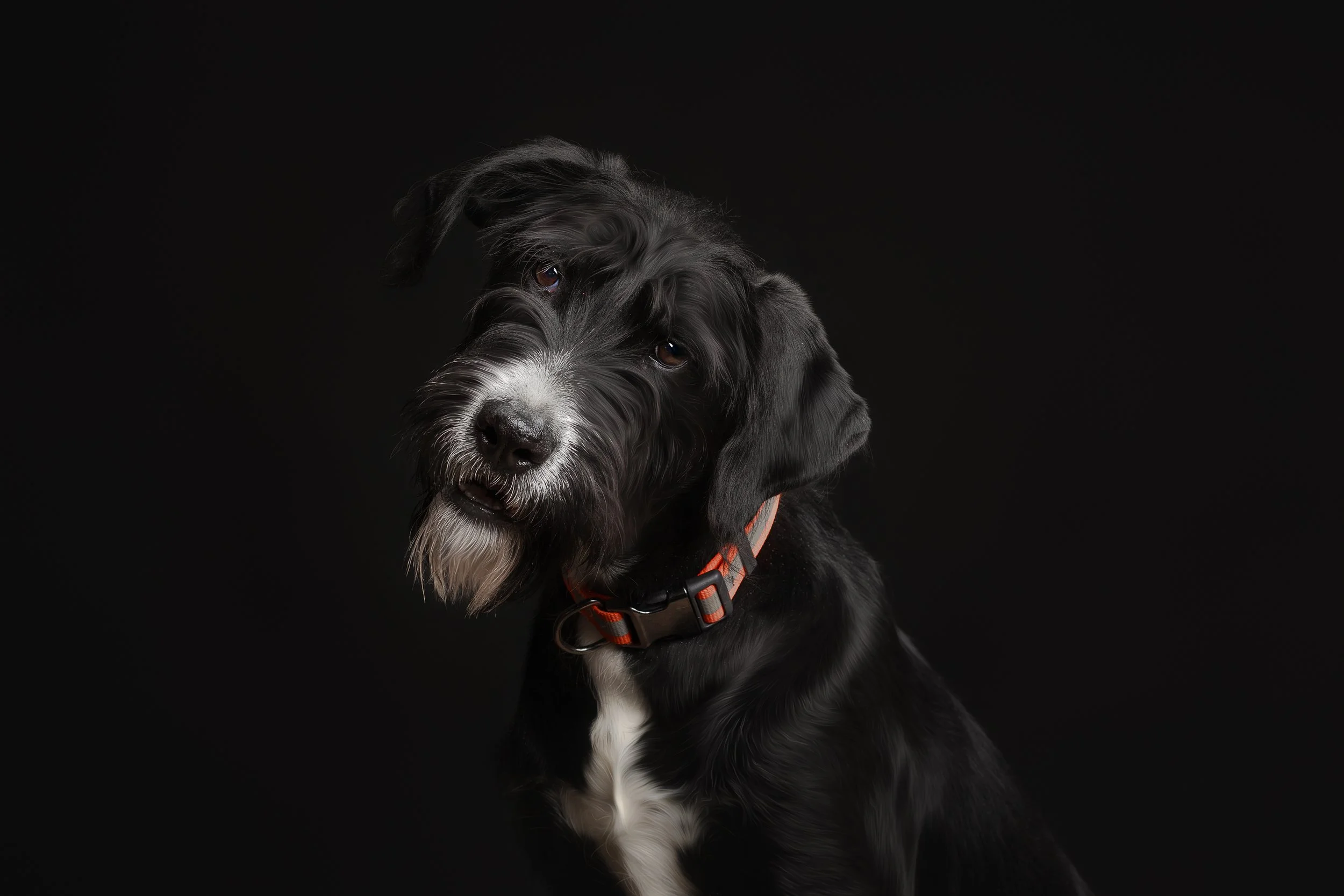 A black and white dog with a shaggy beard and long ears, wearing an orange collar, against a black background.