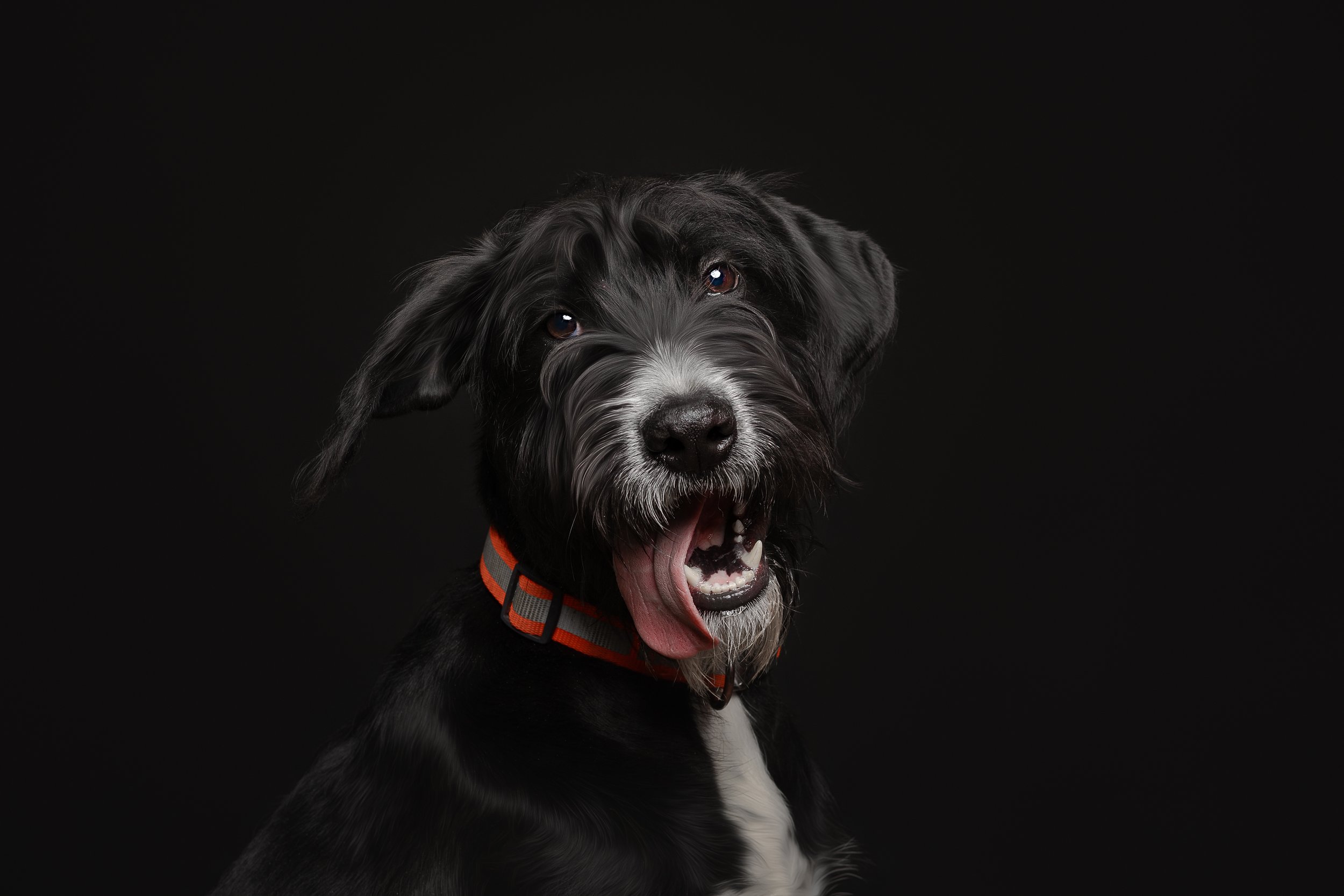 A black and white dog with a red and gray collar, panting, with its tongue out, against a black background.