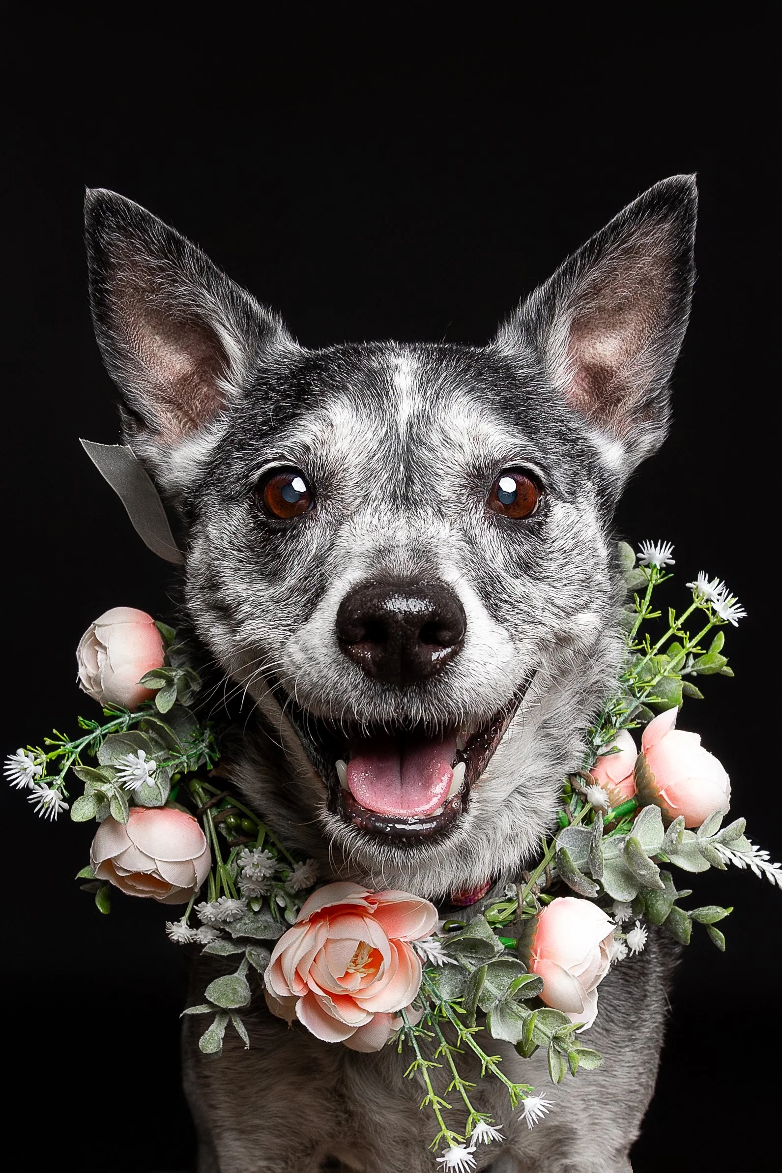 A happy dog with a black and white coat surrounded by pink and white flowers against a black background.