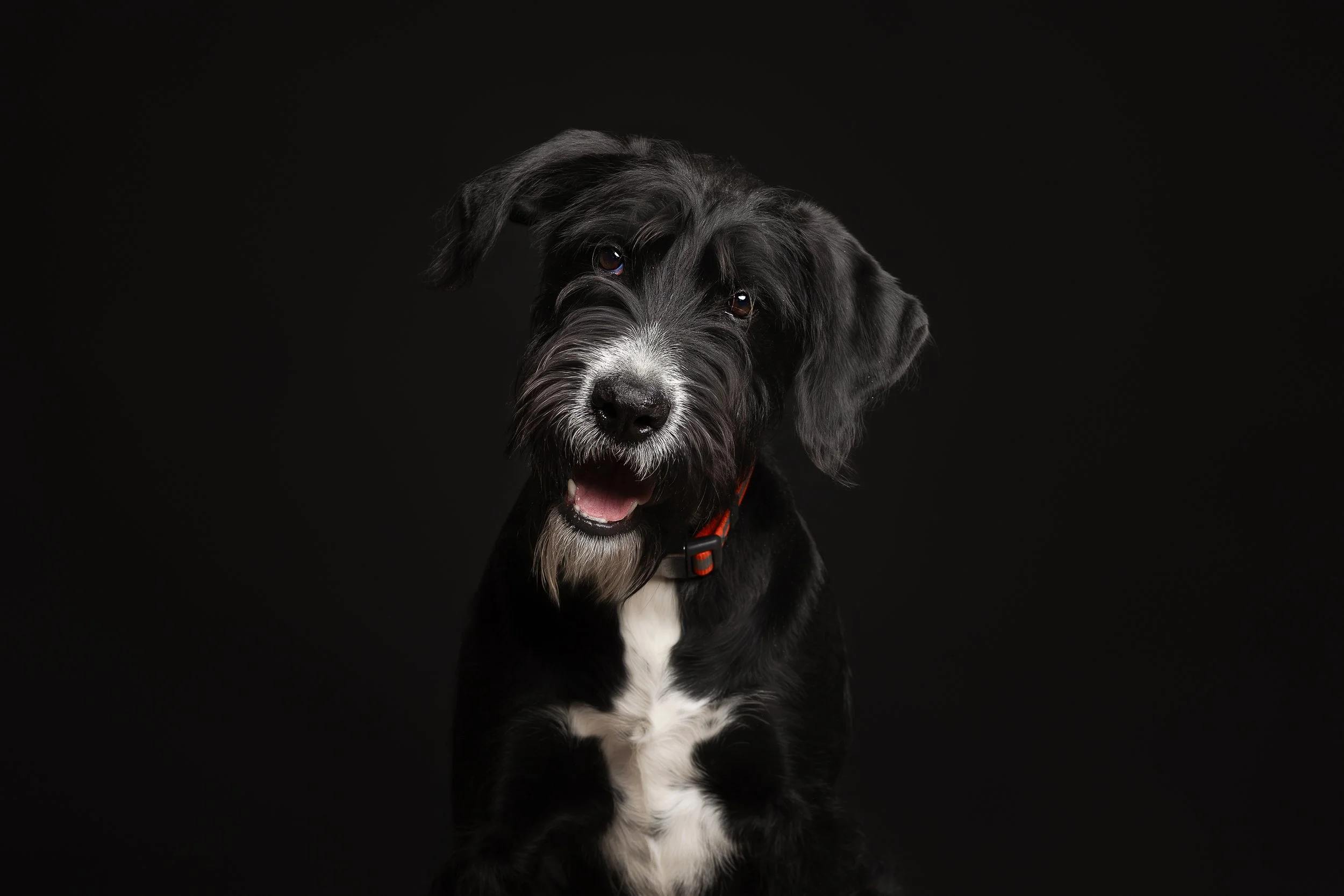 A black and white dog with floppy ears sitting against a black background.
