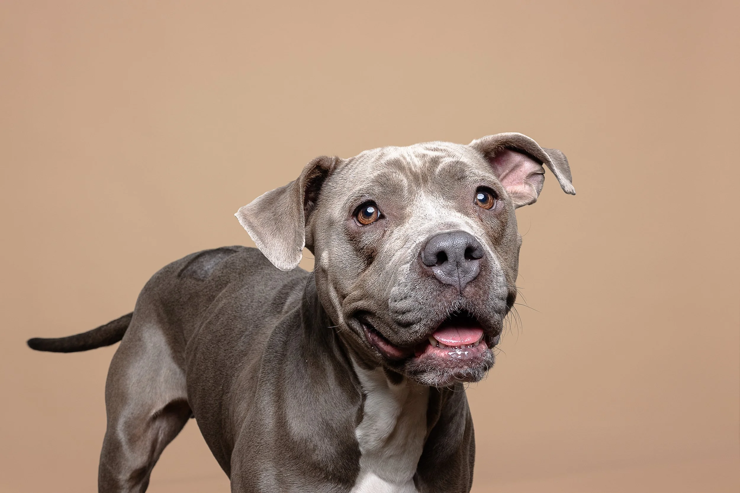 A gray and white pit bull dog looking at the camera with a tan background.