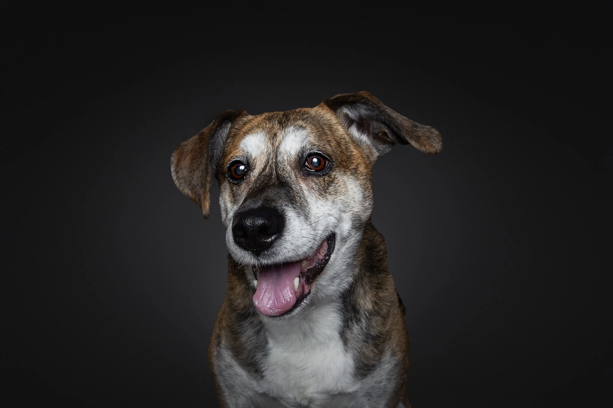Close-up portrait of a smiling mixed-breed dog with a dark background.