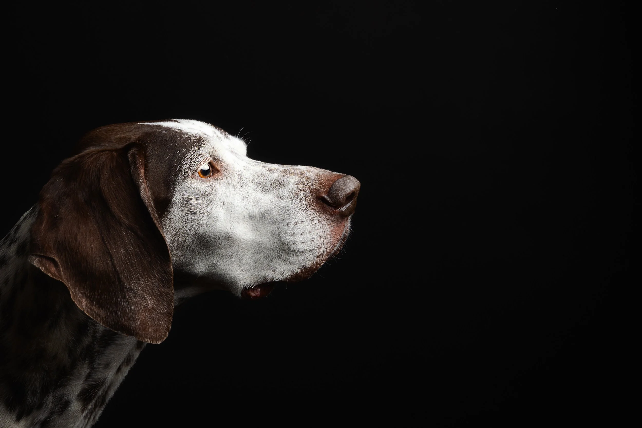 Profile of a brown and white speckled dog with floppy ears against a black background.