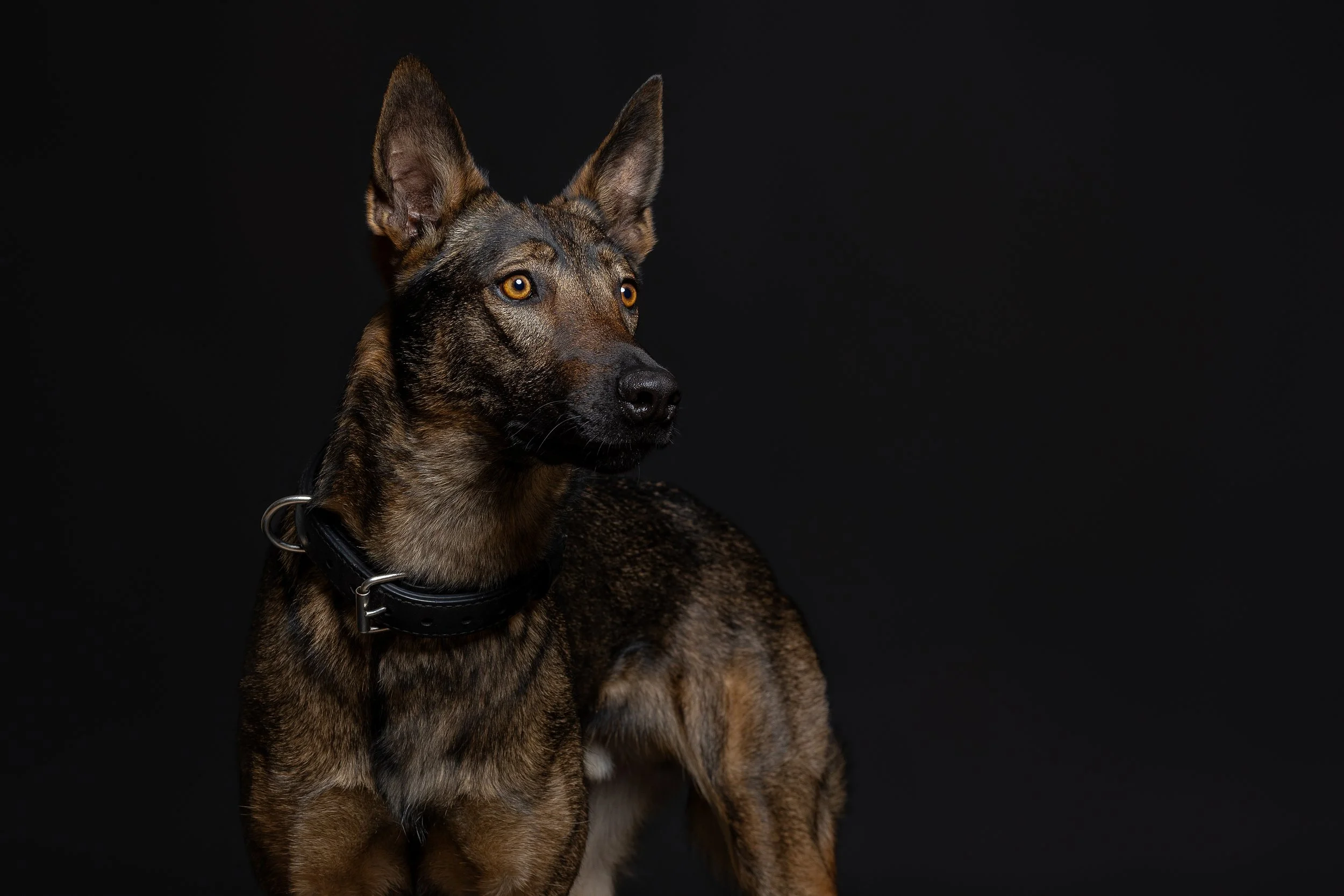 A Belgian Malinois dog with a black collar sits against a black background, looking to the side.