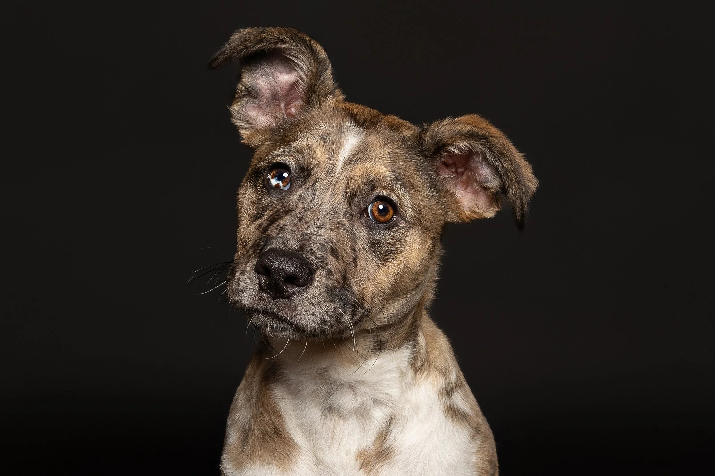 A young brindle-colored dog with one ear perked up and one ear slightly down against a black background.