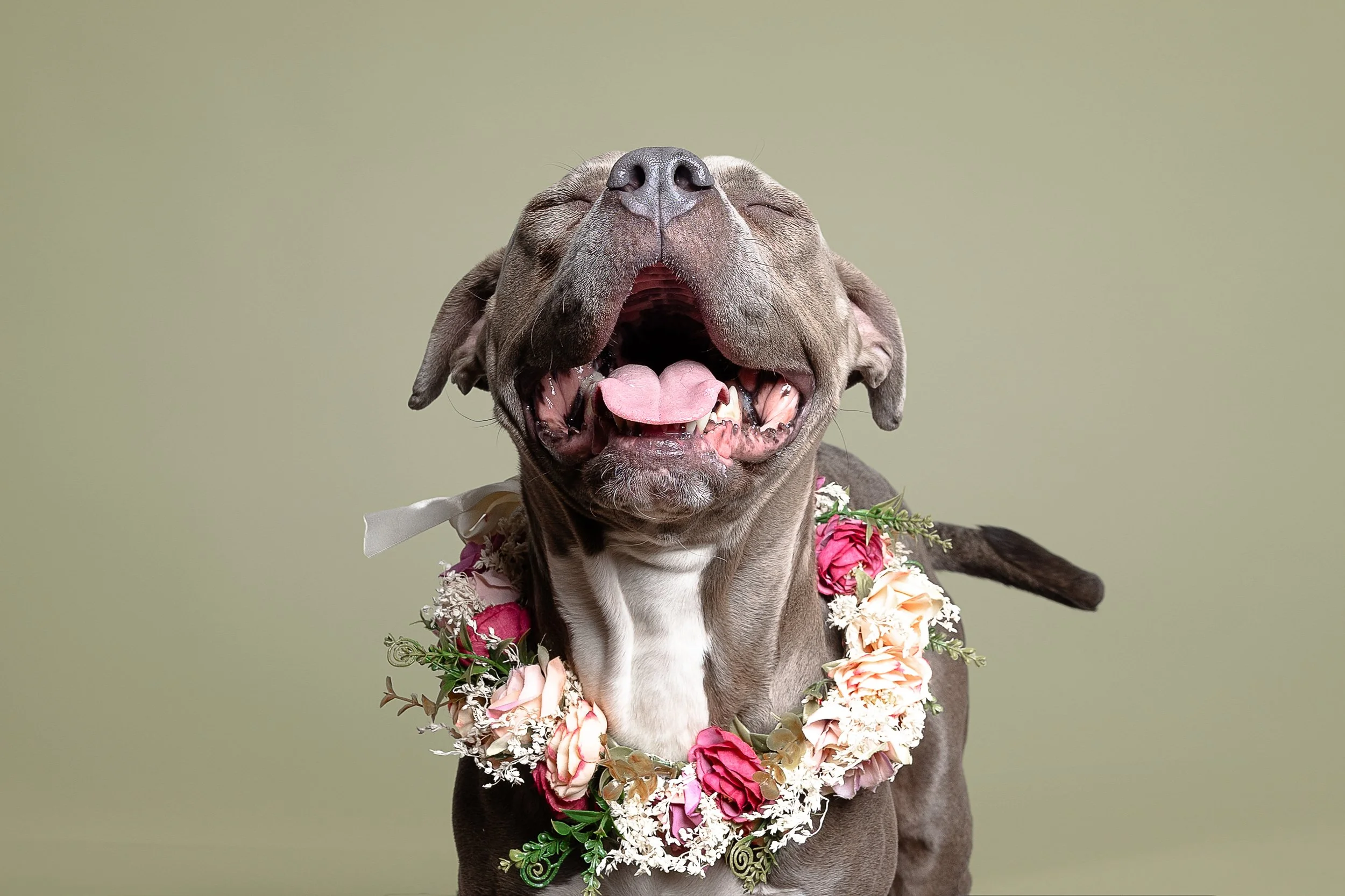 Happy dog with gray fur wearing a flower lei, with eyes closed and mouth open as if smiling, against a plain light background.