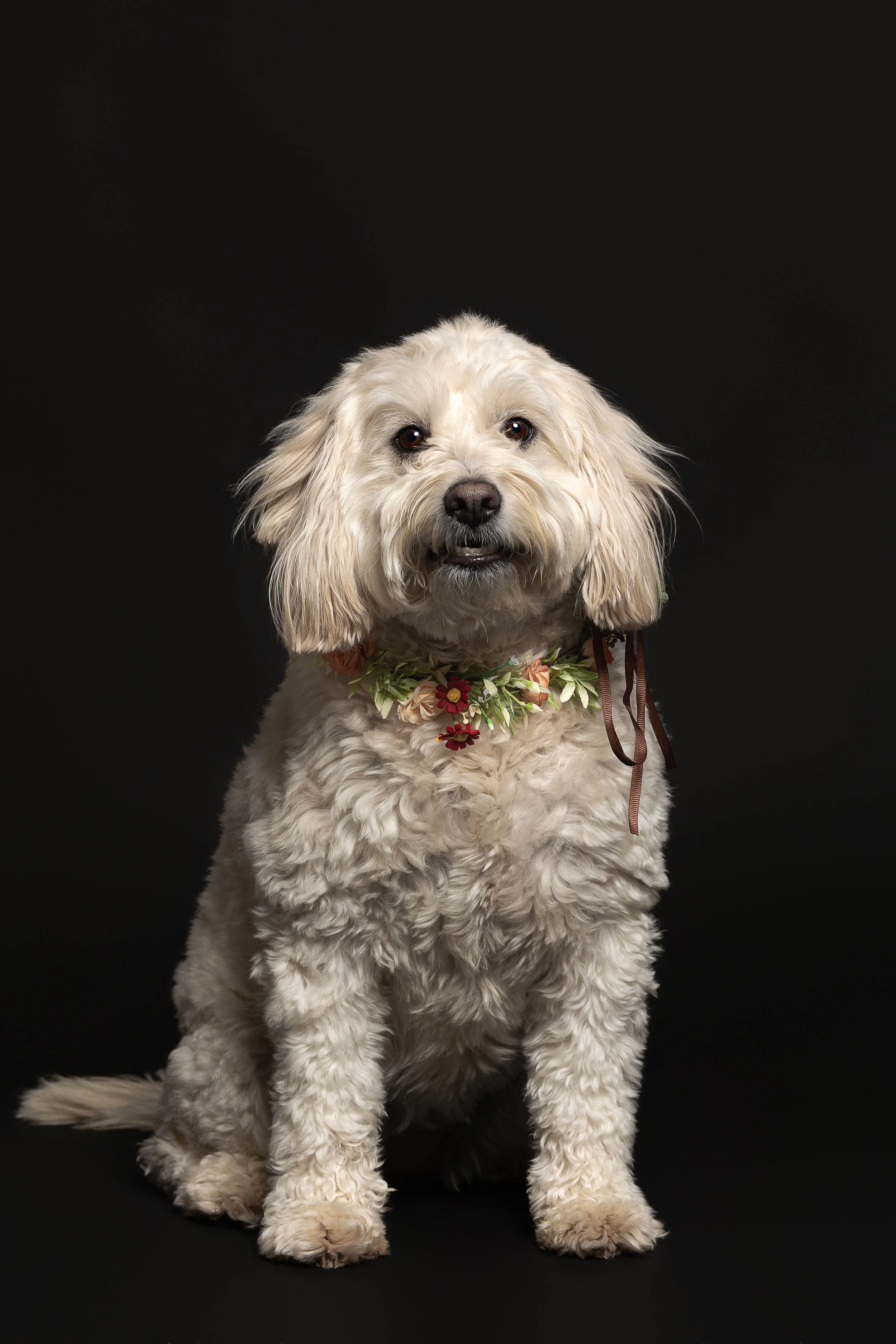 A cream-colored, curly-haired dog sitting against a black background, wearing a floral collar and looking at the camera.