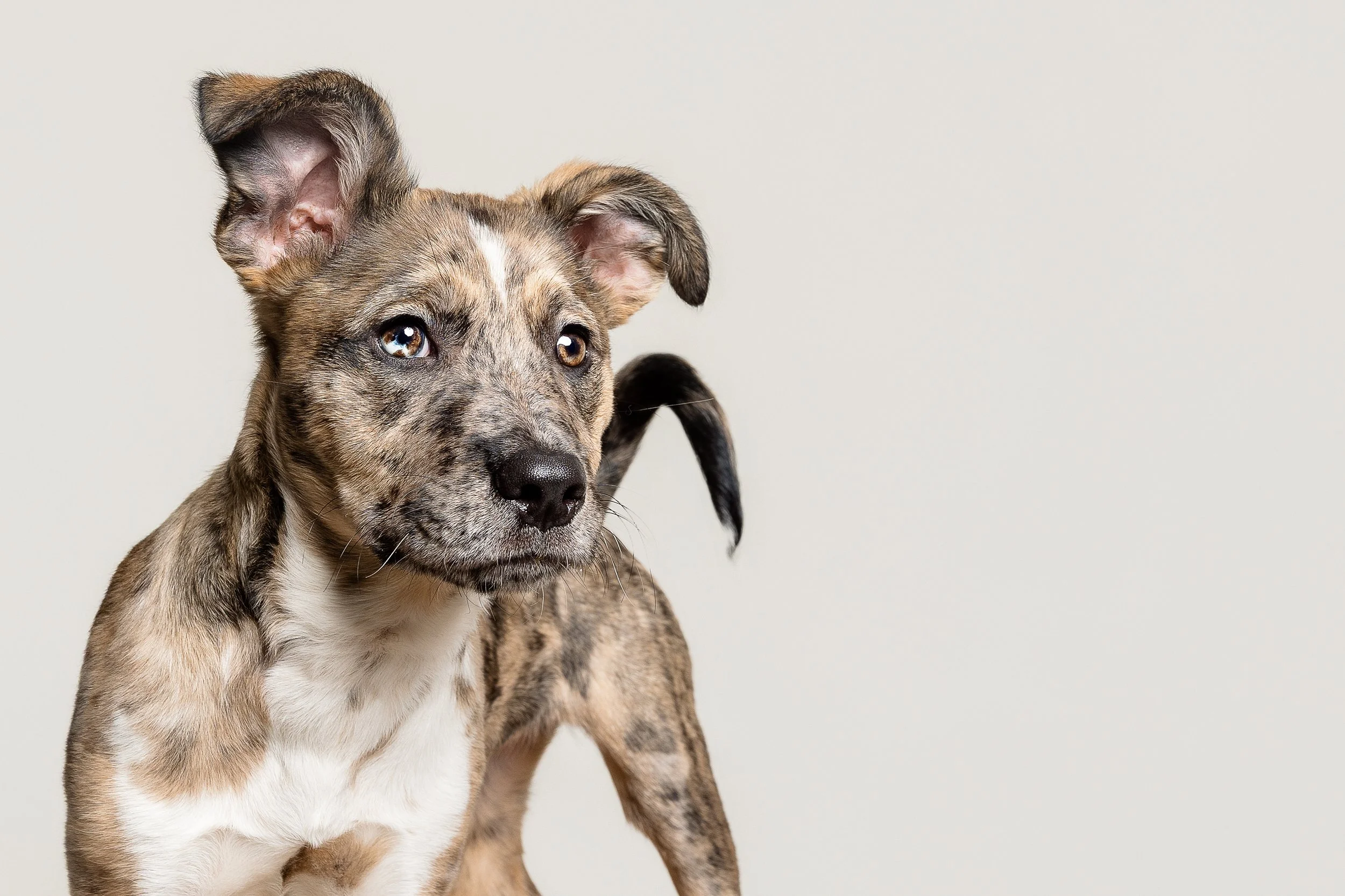 A young brindle-coated dog with a white chest, looking to the side with one ear up and one down, against a plain light background.