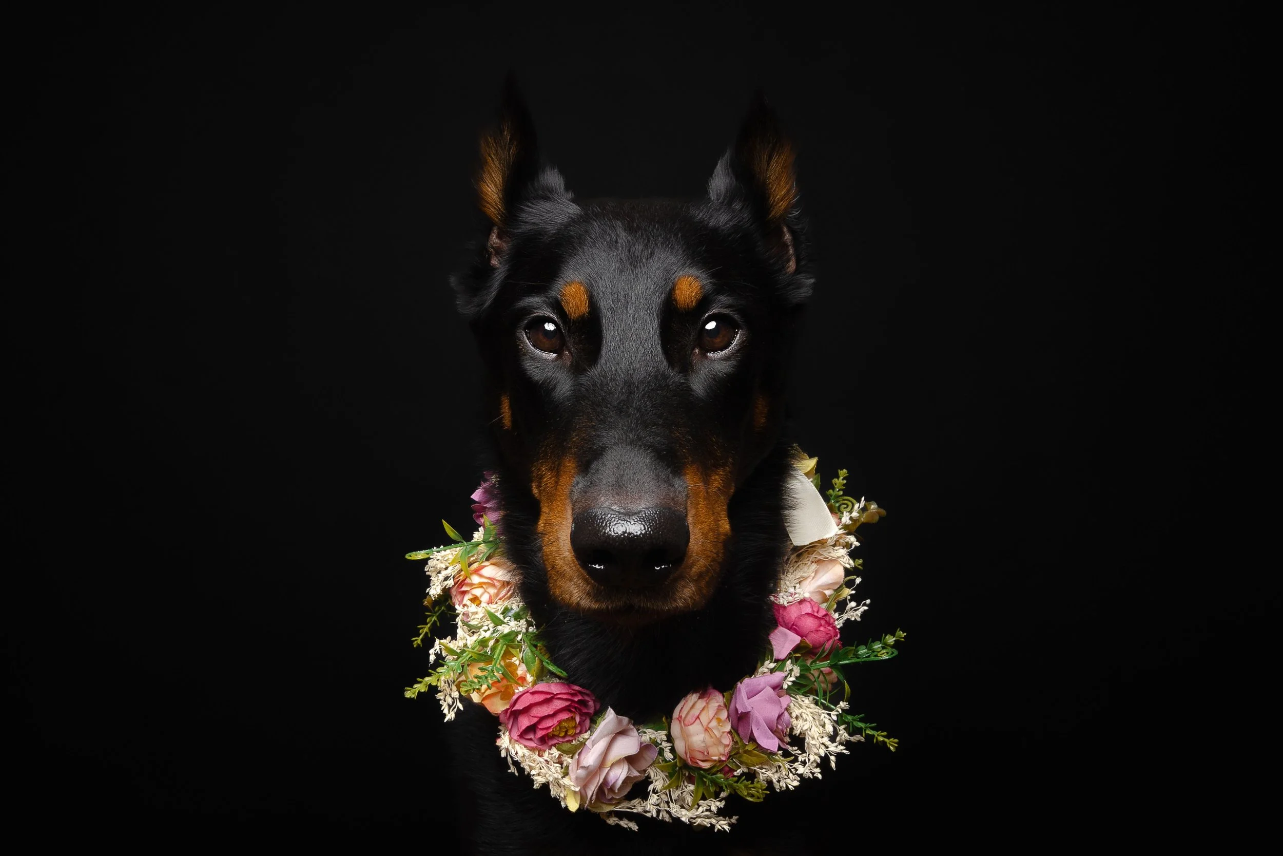 A black and tan dog wearing a flower garland around its neck against a black background.