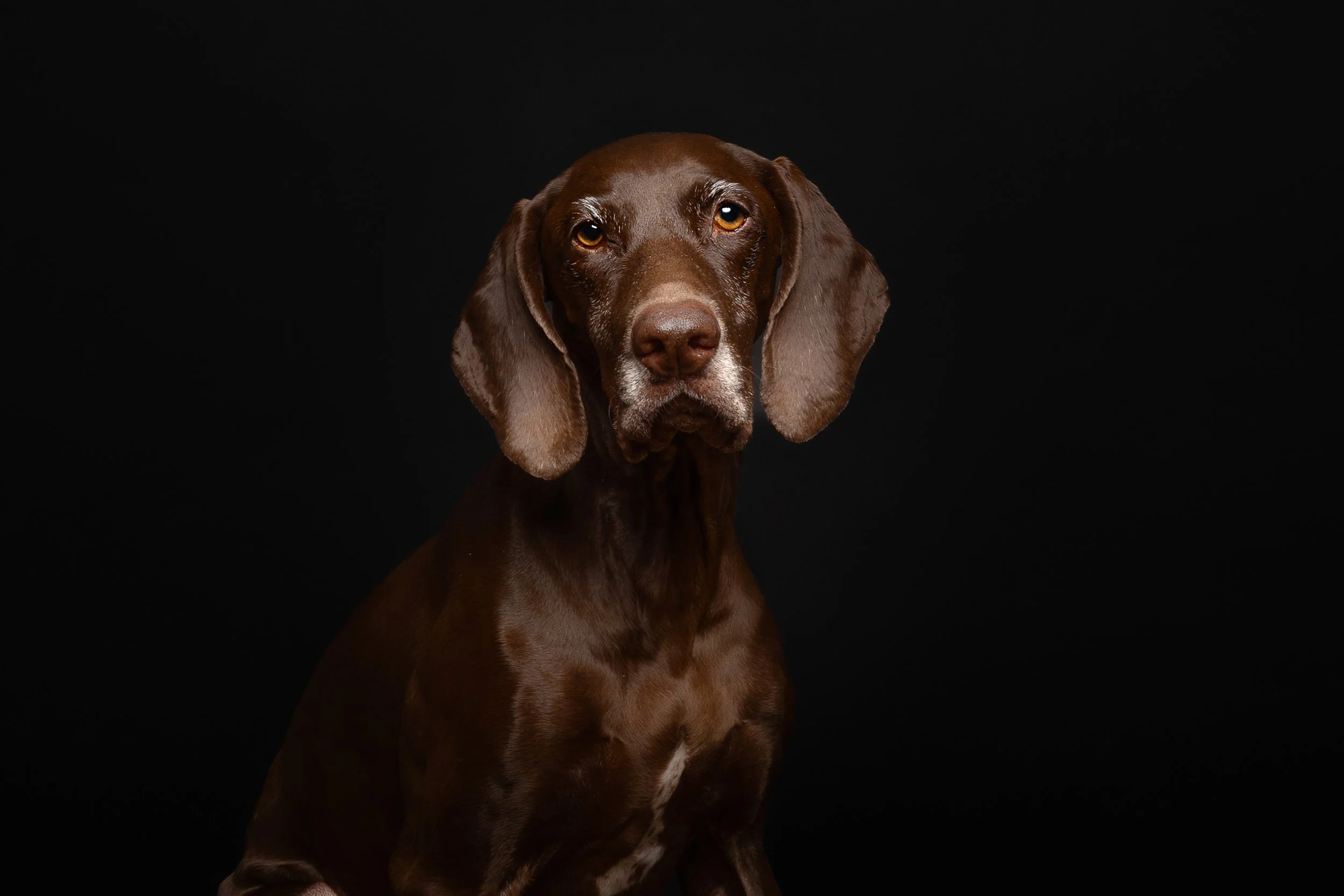 A brown GSP with long ears and a serious expression on a black background.