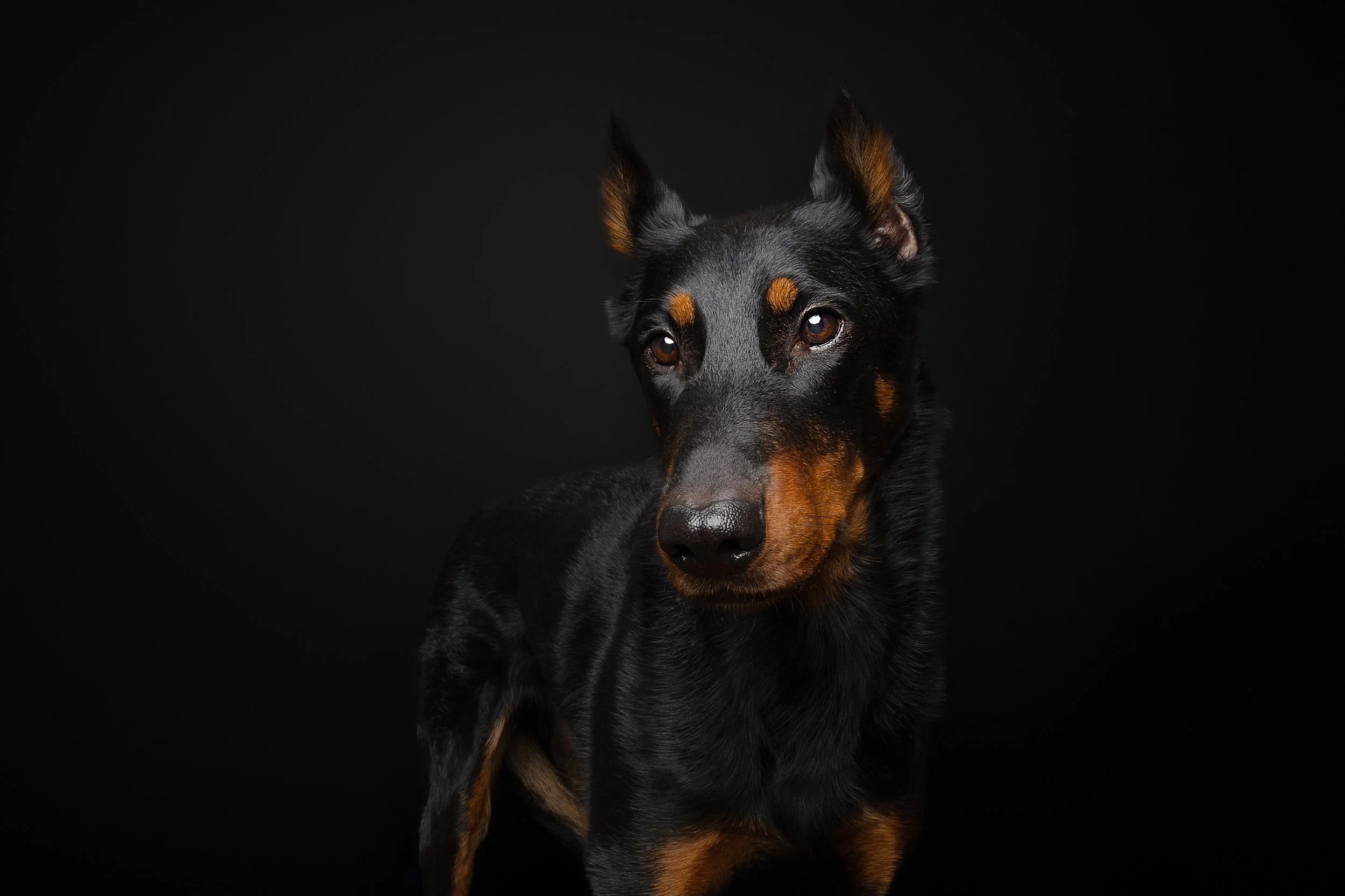 A black and tan dog with a sleek coat, pointed ears, and expressive eyes, standing against a solid black background.
