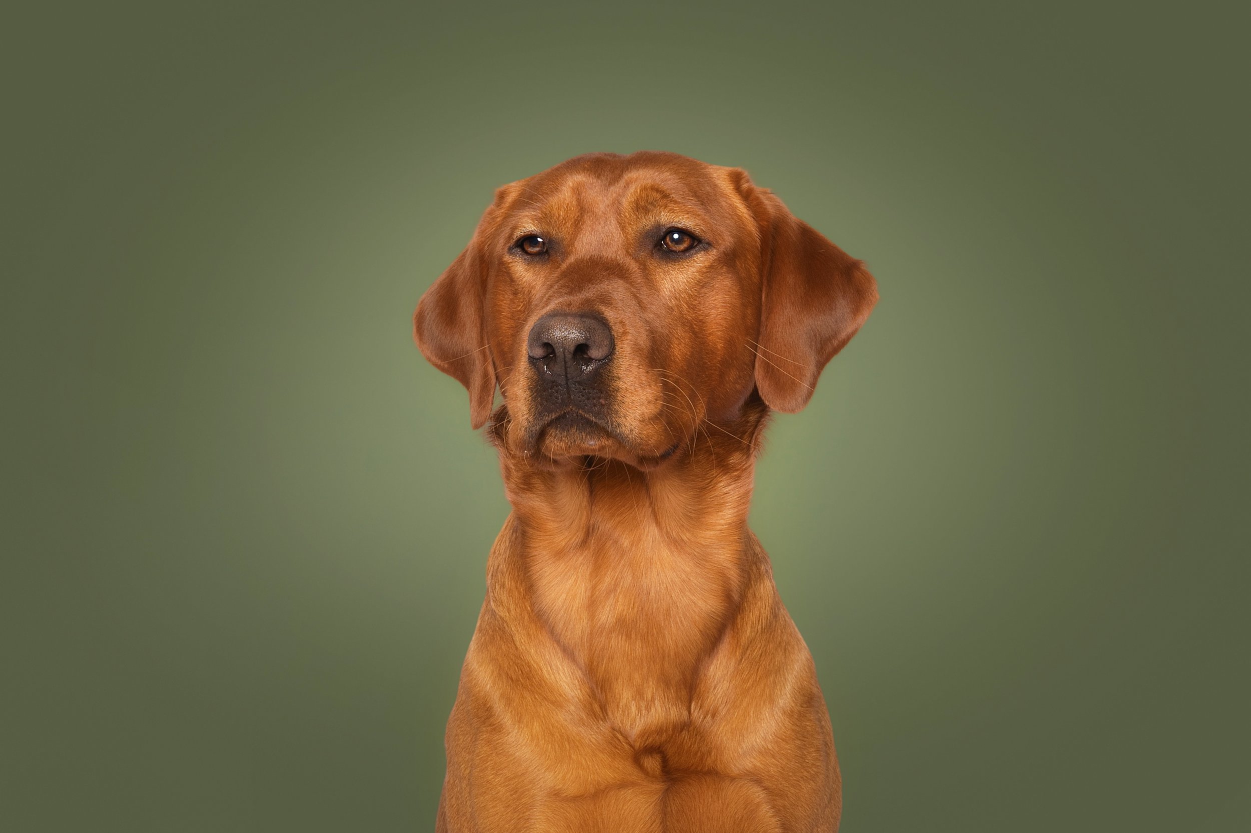 A brown dog with a serious expression, sitting against a green background.